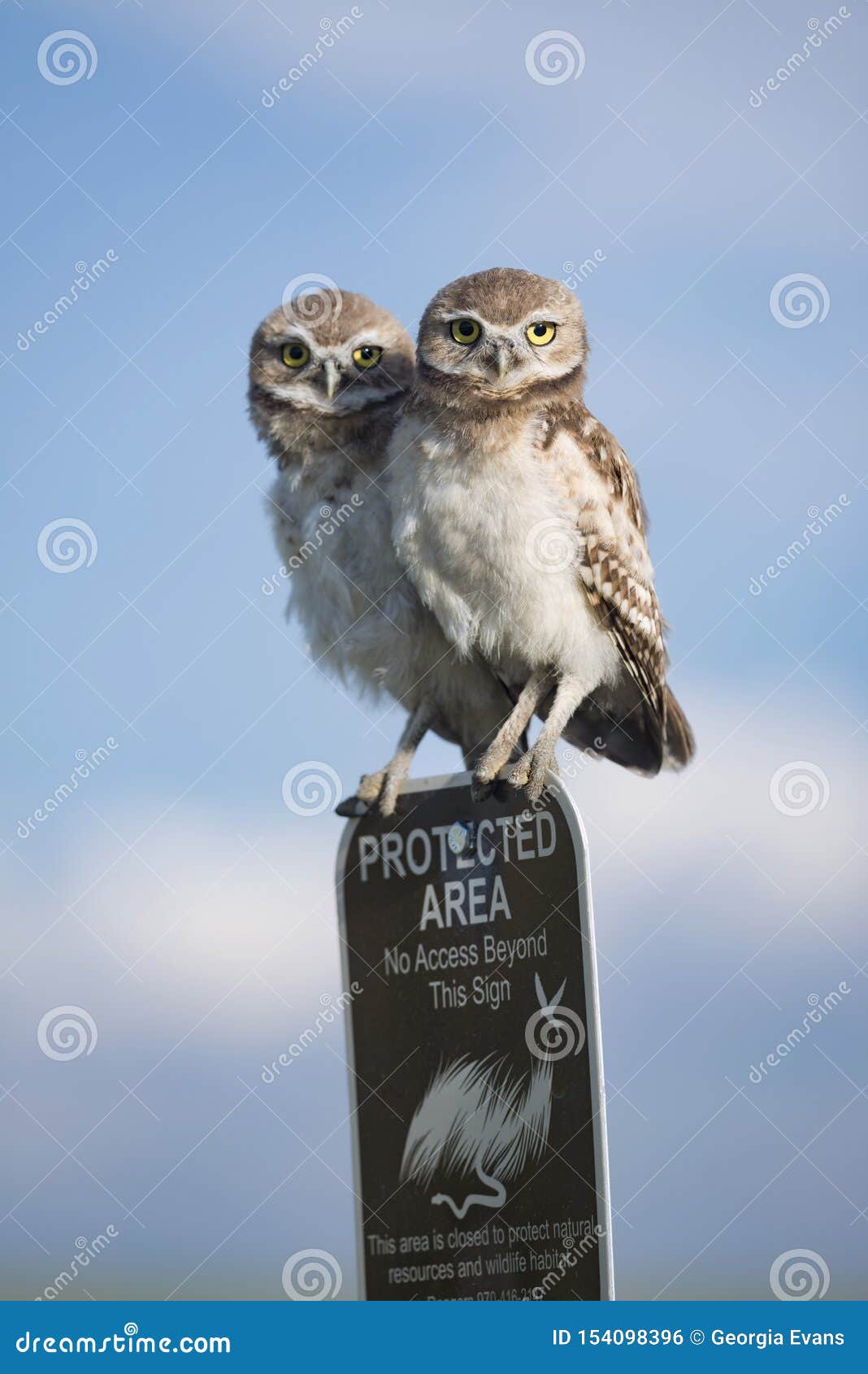 two young juvenile burrowing owls perched atop a protected area sign