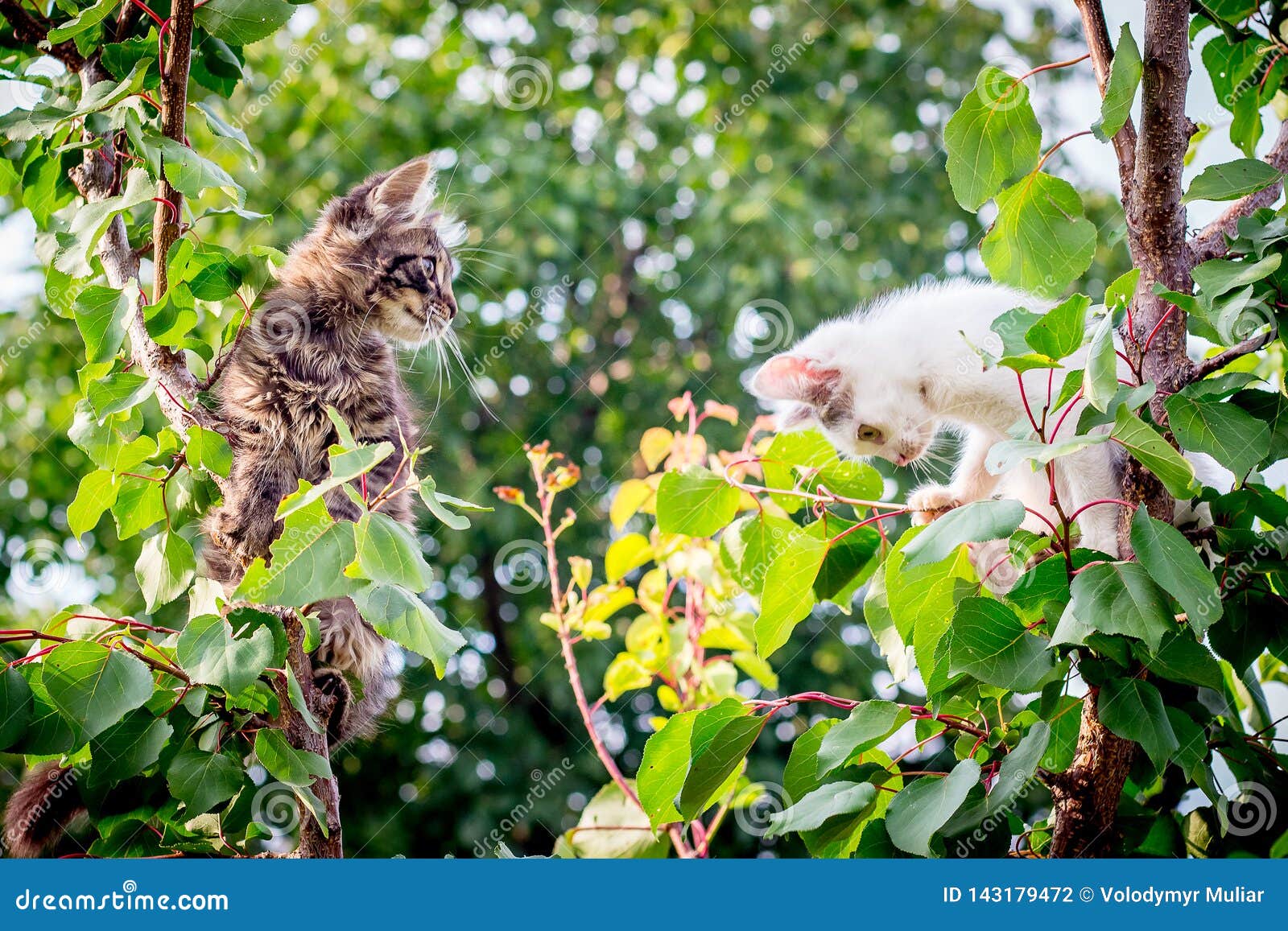 Two Young Kittens On A Tree. Cats Are Playing_ Stock Photo ...