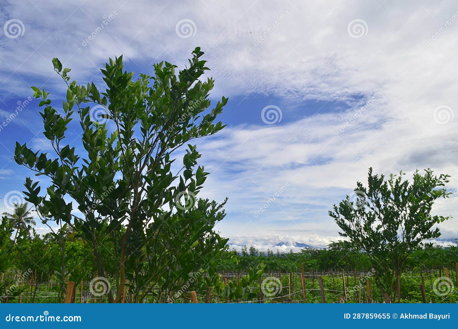 Two Young Orange Trees without Fruit in an Orchard Stock Image Image
