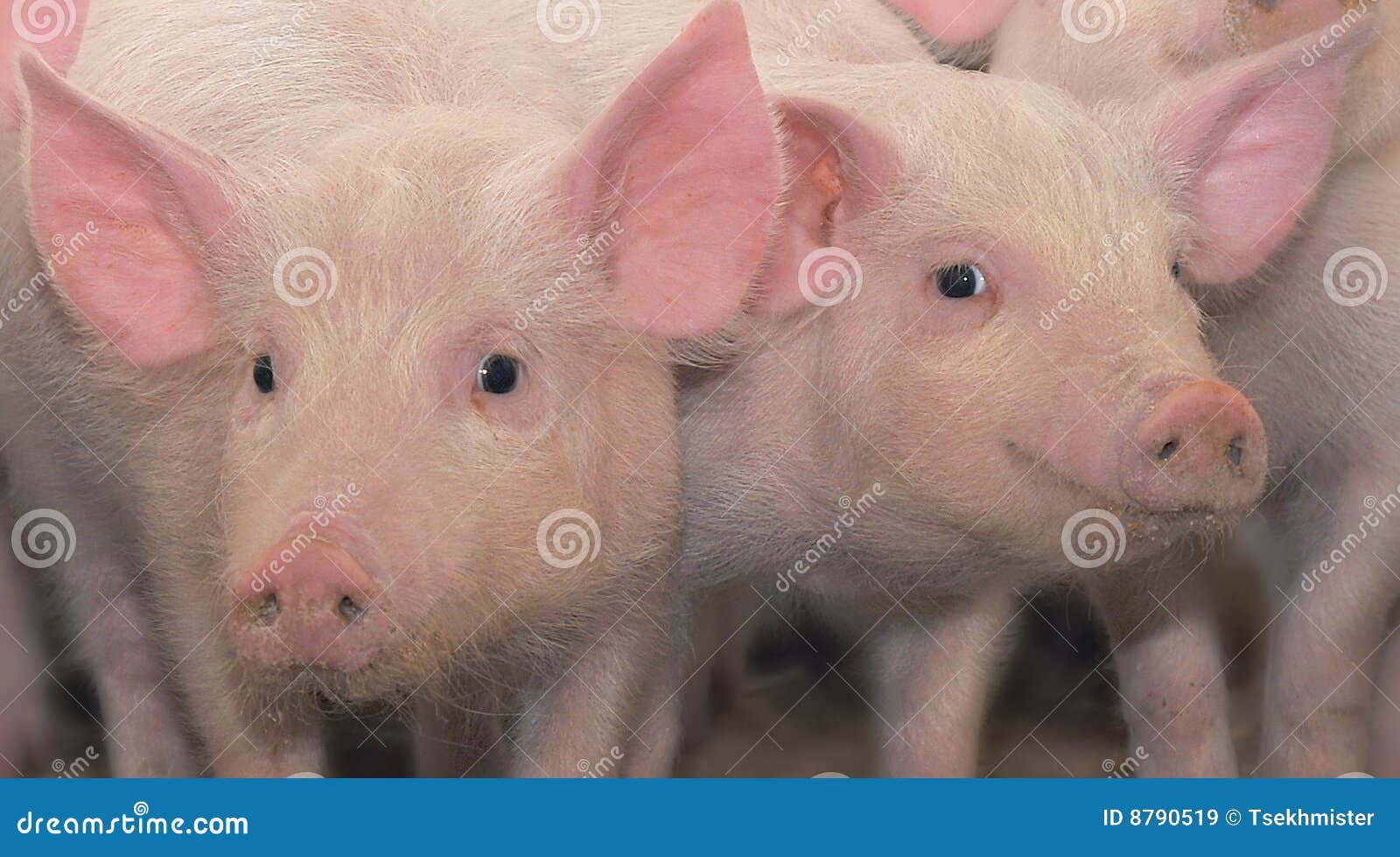 two young pigs