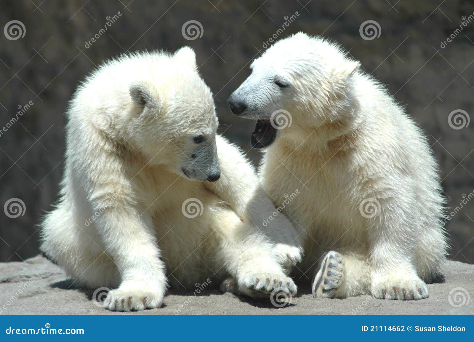 Two Young Polar Bears Playing Stock Photo Image Of Bear Happy 21114662