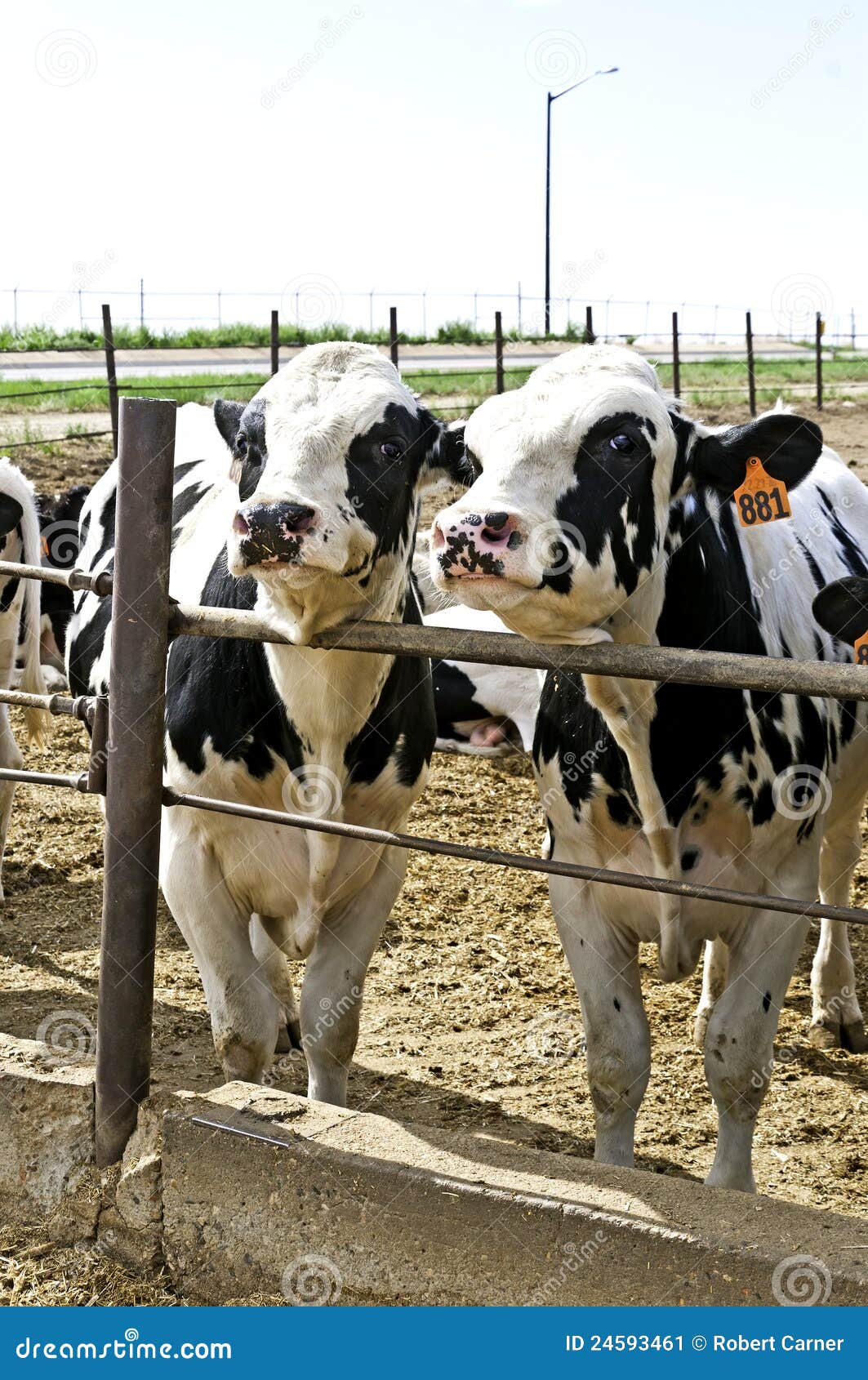 Two Young Steers in a Colorado Feedlot Pen. Stock Image Image of