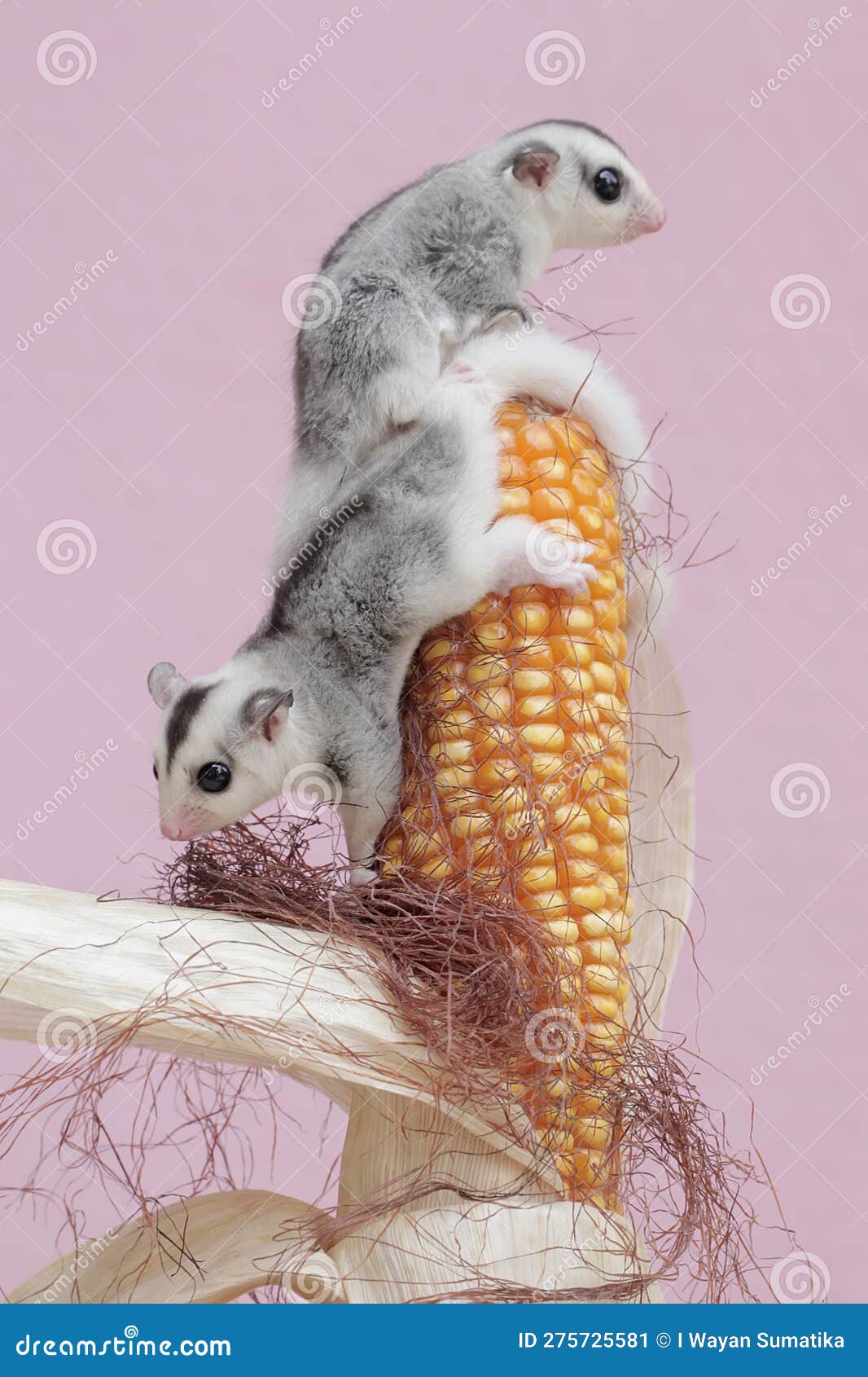 Two Young Sugar Gliders are Eating Corn Kernels Which are Ready To Be
