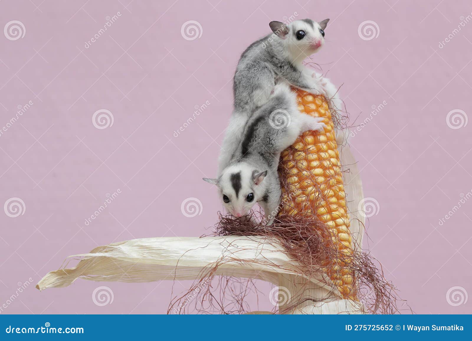 Two Young Sugar Gliders are Eating Corn Kernels Which are Ready To Be