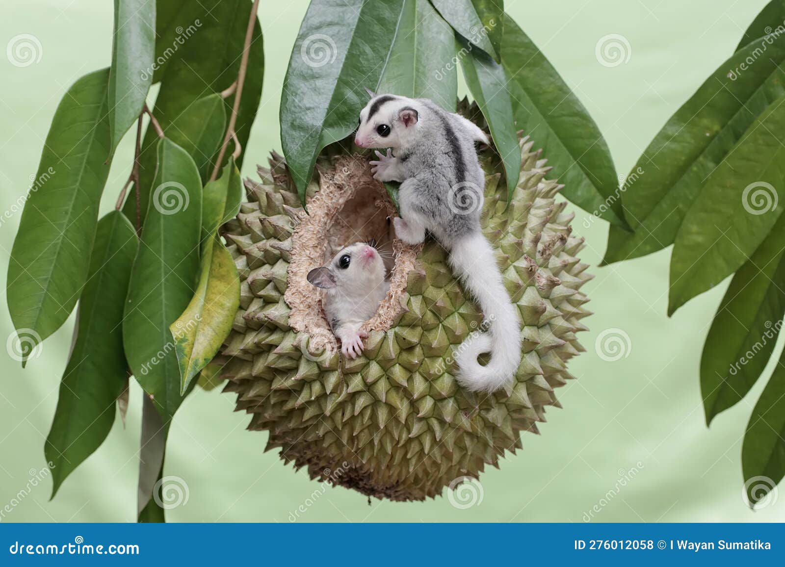 Two Young Sugar Gliders are Eating a Ripe Durian Fruit on a Tree. Stock