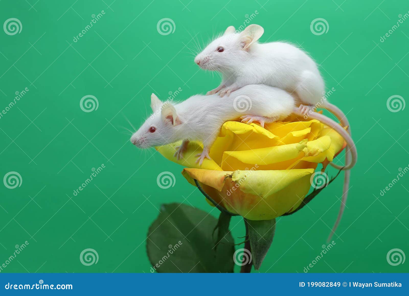 Two Young White Mice are Playing on a Flower. Stock Image Image of