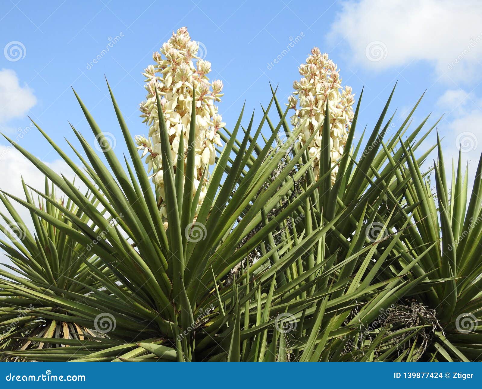 Two Yucca Plants in Bloom stock photo. Image of arid 139877424