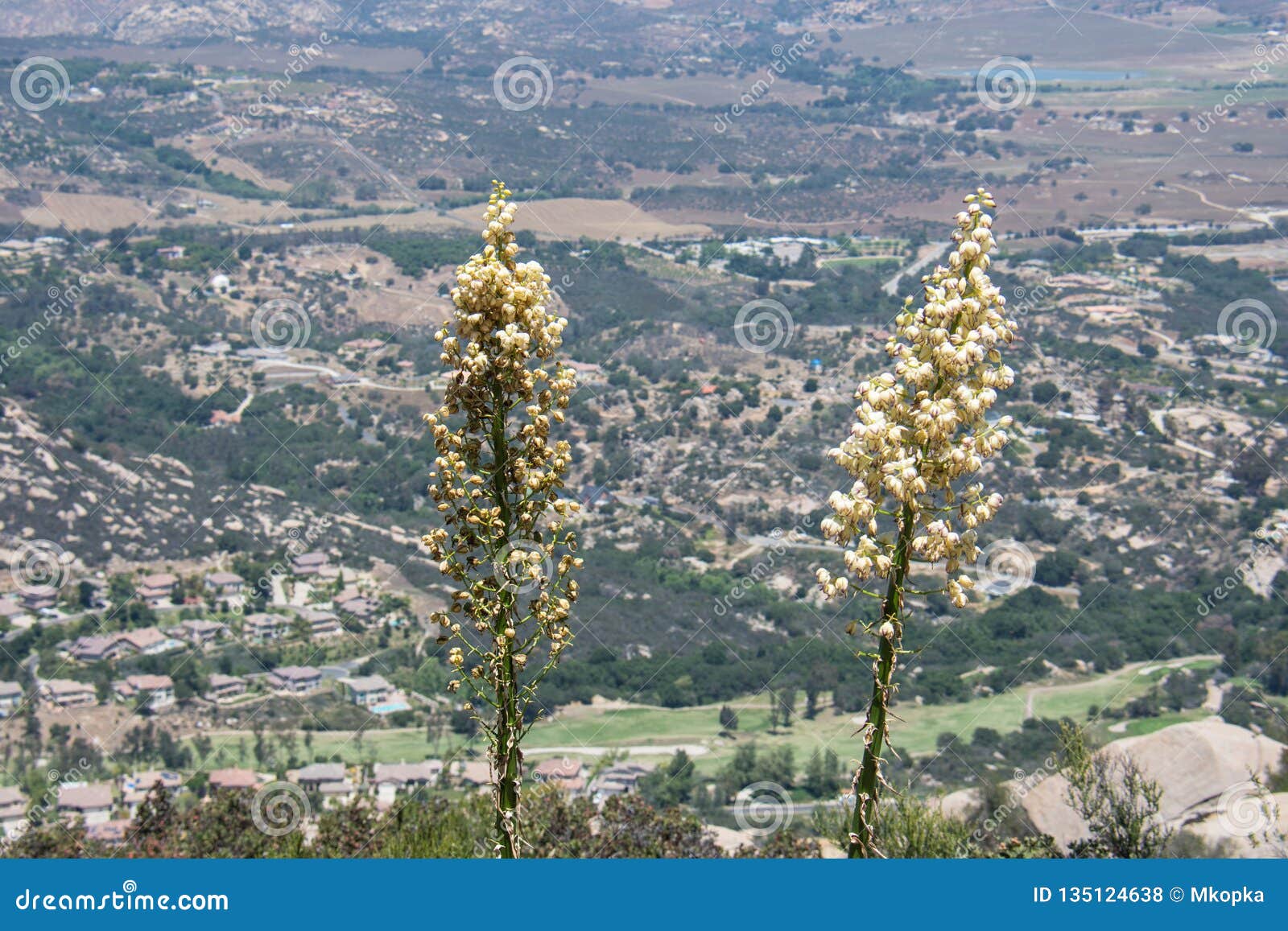two yucca plants overlook the san diego metro area on the top of mt. woodson