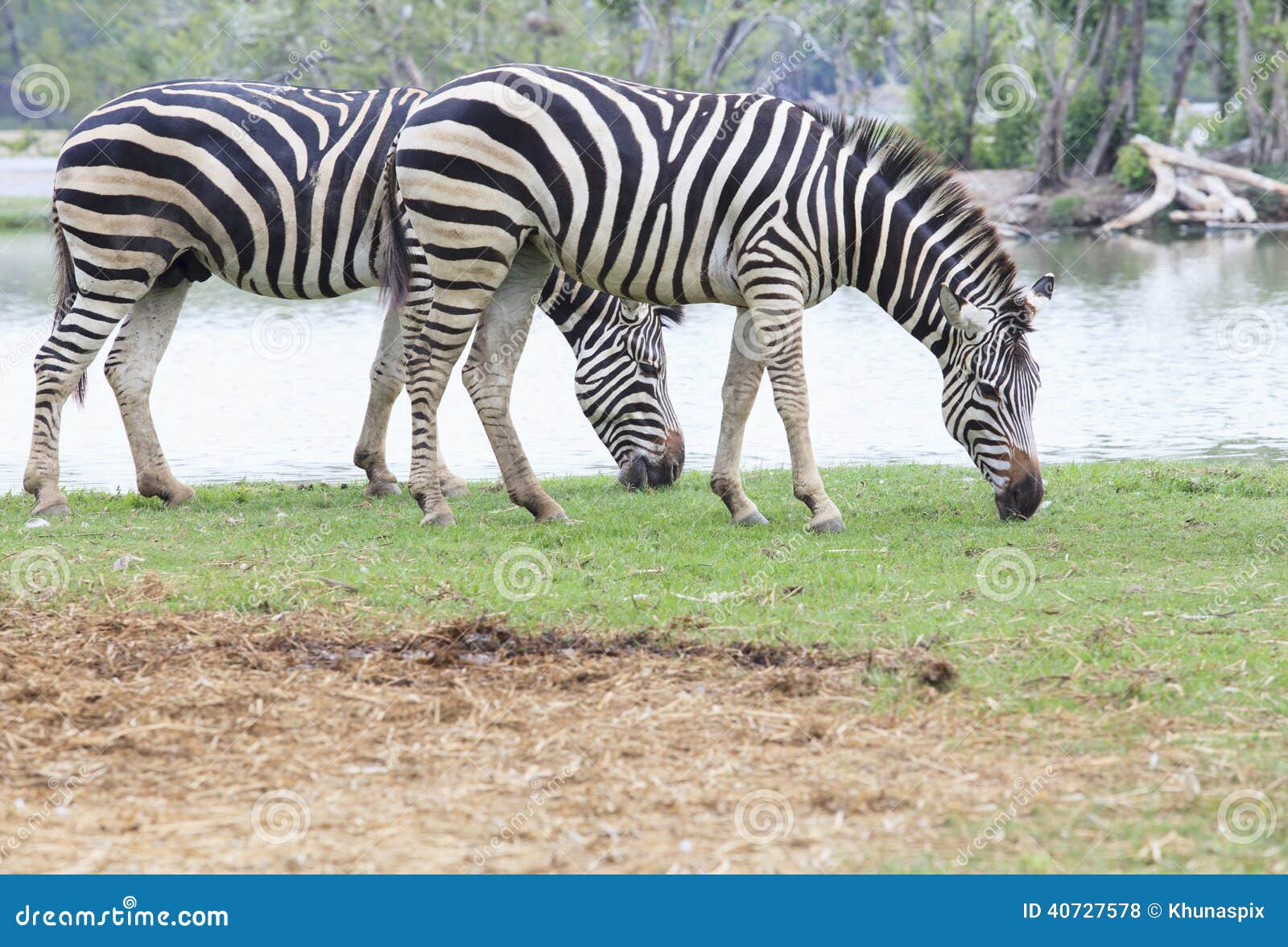 Two Zebra on Green Field Eating Grass Leaves Use for African Animals  Wildlife Theme Stock Photo - Image of animals, eating: 40727578