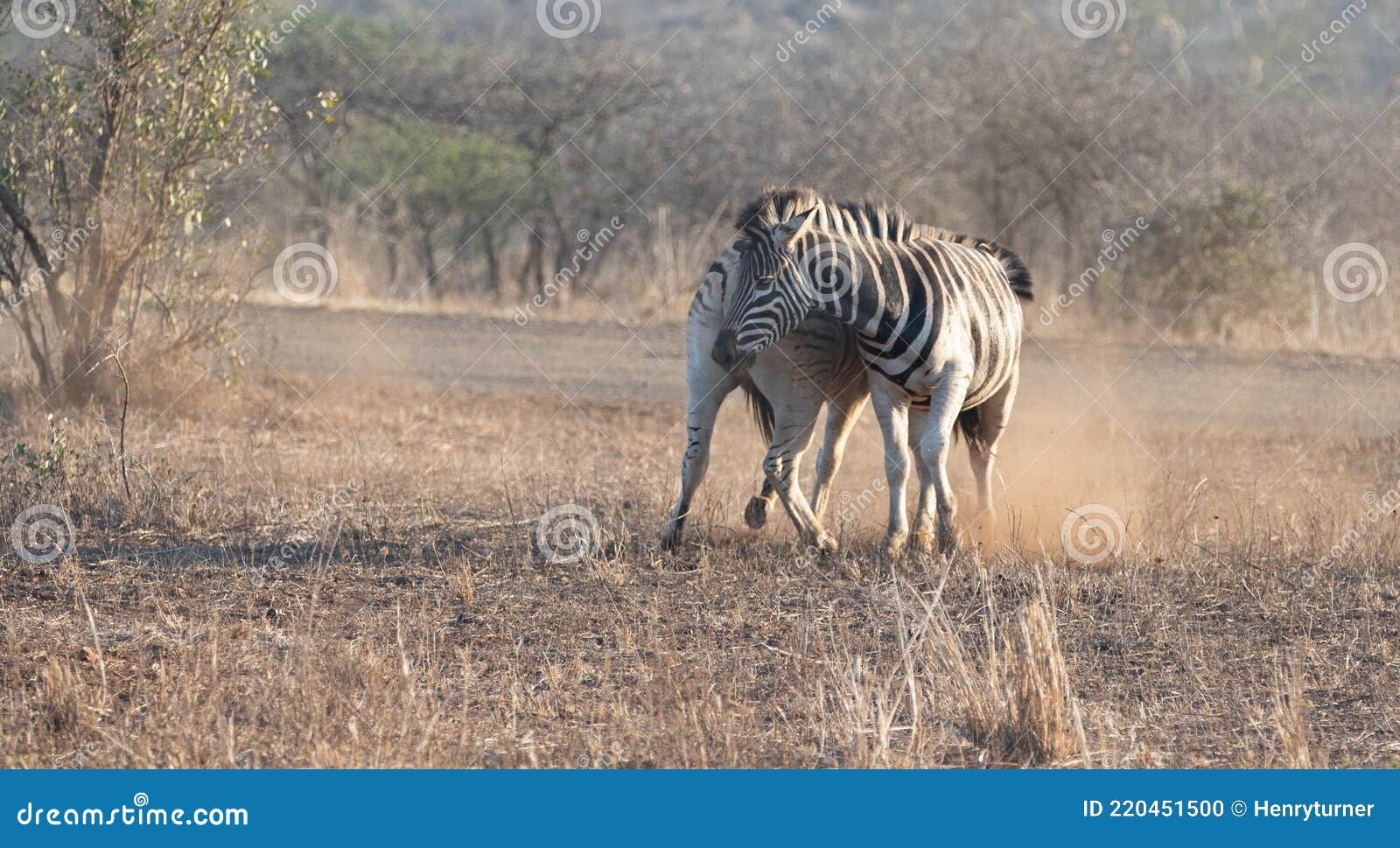 two zebra stallions [equus quagga] fighting each other during golden hour in africa