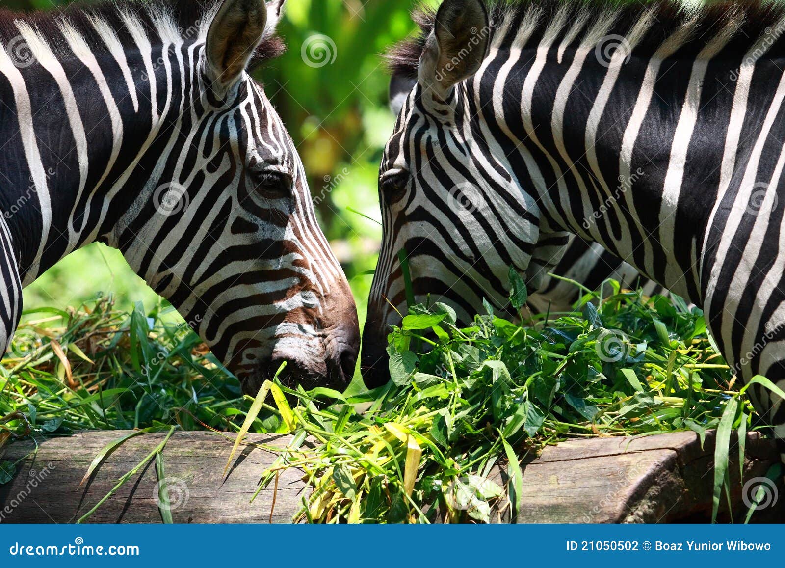 Two Zebras stock photo. Image of habitat, natural, mouth 21050502