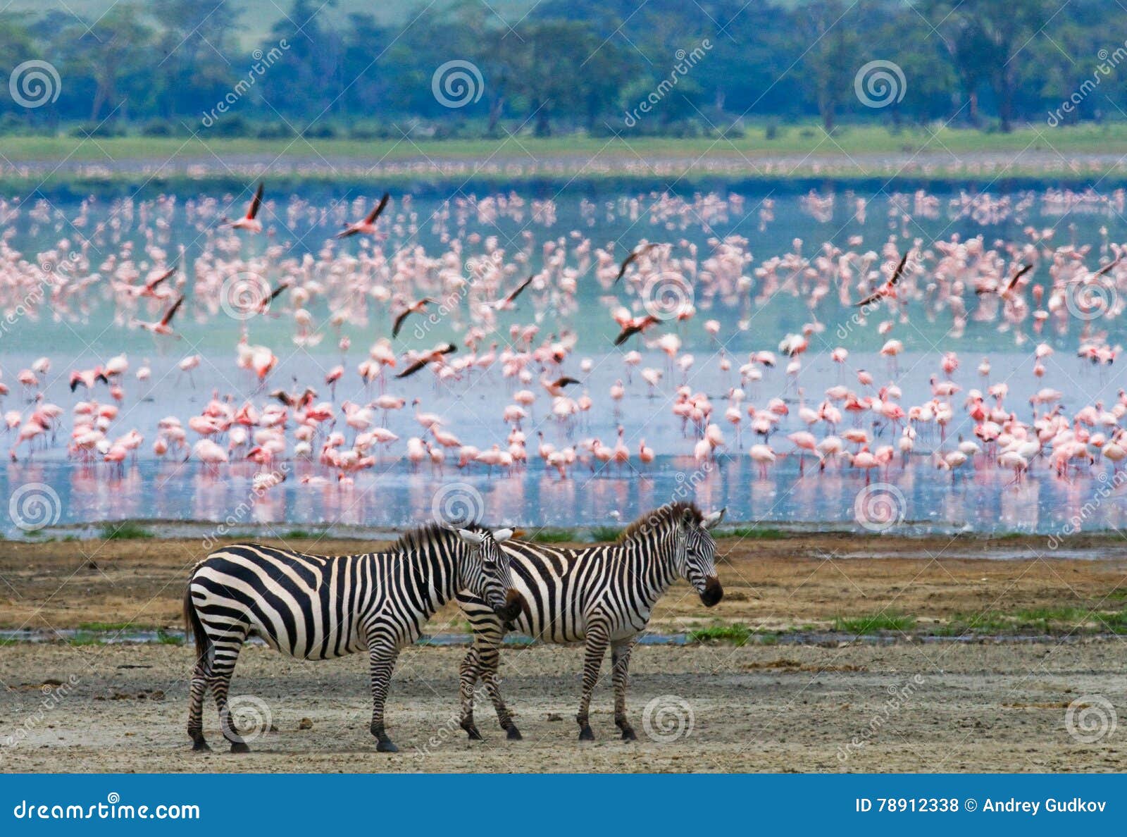 two zebras in the background flamingo. kenya. tanzania. national park. serengeti. maasai mara.
