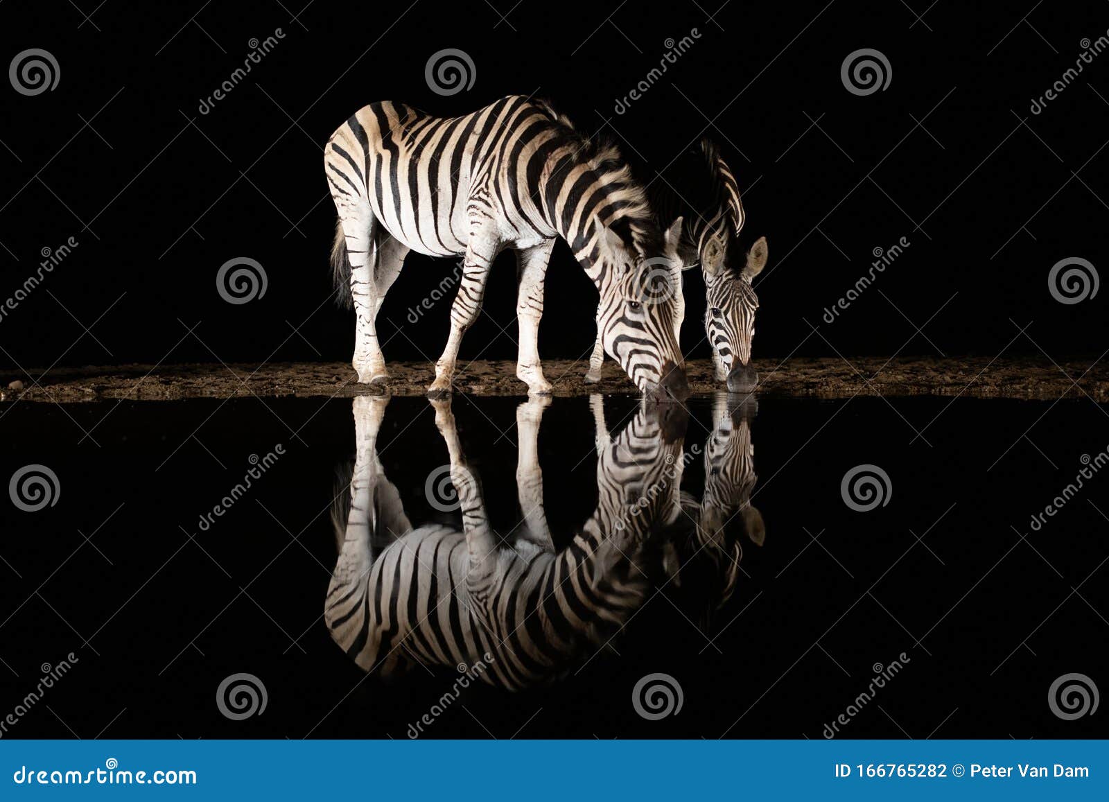 Two Zebras Drinking from a Pool in the Night Stock Photo - Image of