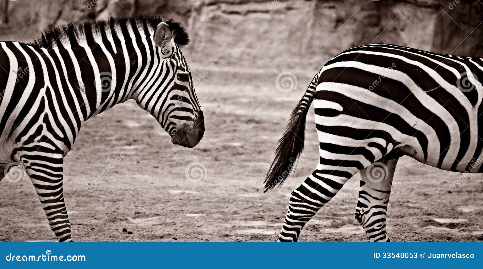 Two zebras stock image. Image of wilderness, zebra, close 33540053
