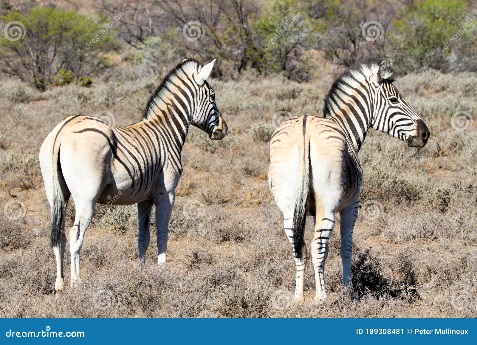 two zebras without rump stripes resembling the extinct quagga