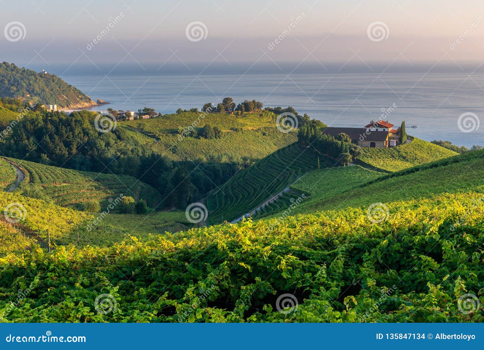 txakoli vineyards with cantabrian sea in the background, basque country, spain