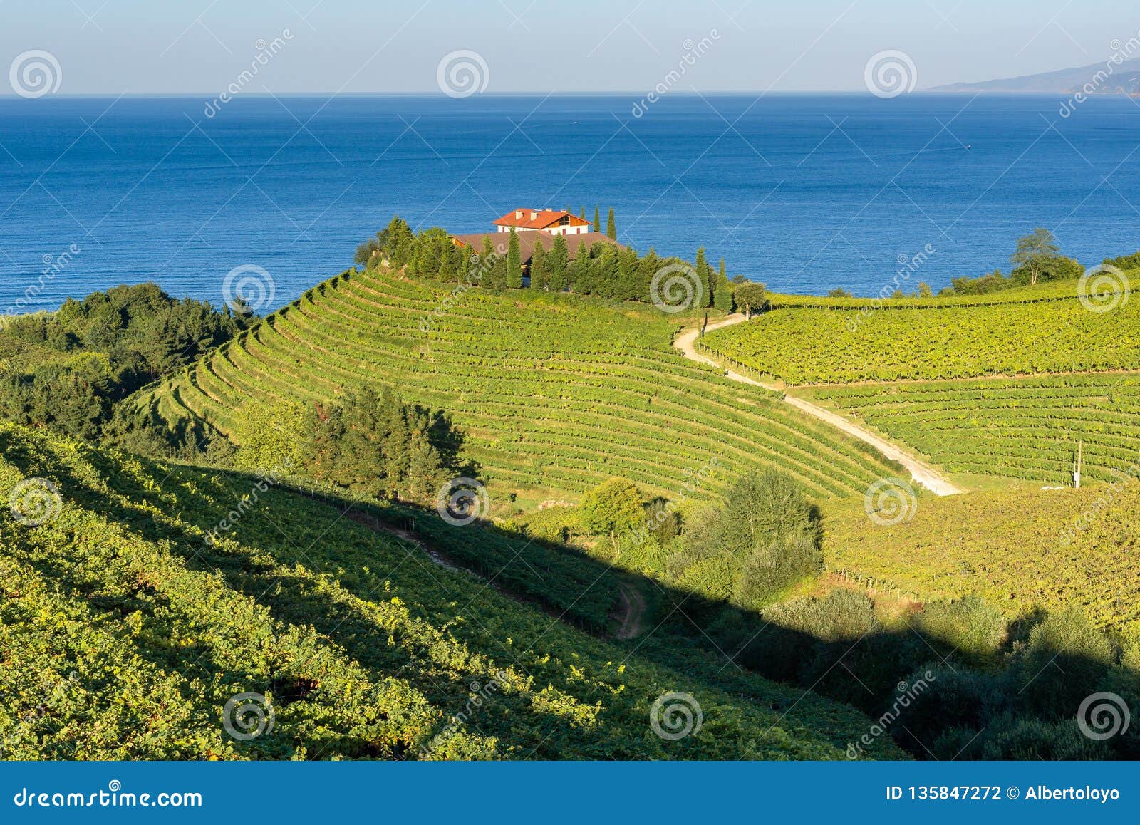 txakoli vineyards with cantabrian sea in the background, basque country, spain