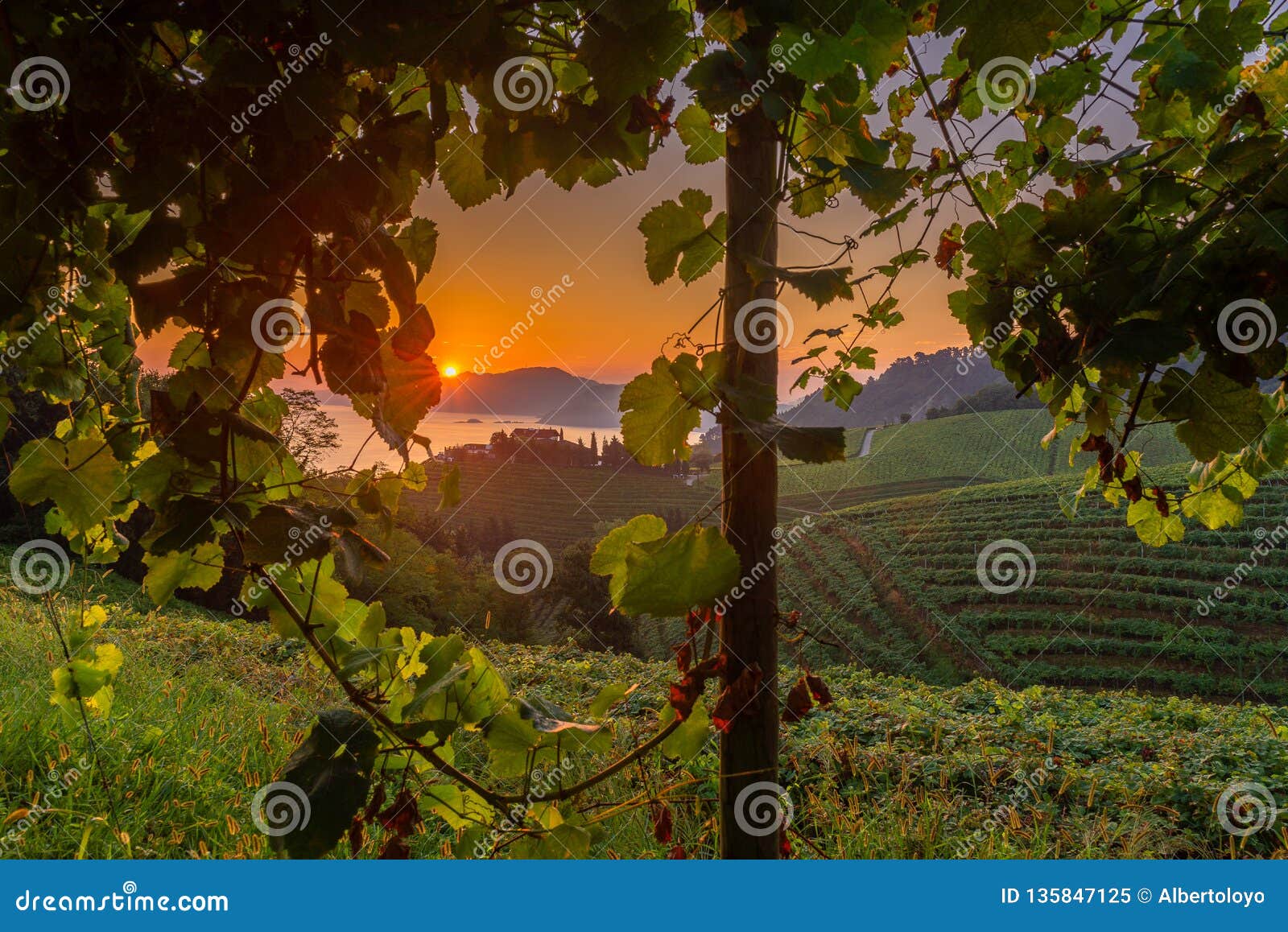 txakoli vineyards with cantabrian sea in the background, getaria in basque country, spain