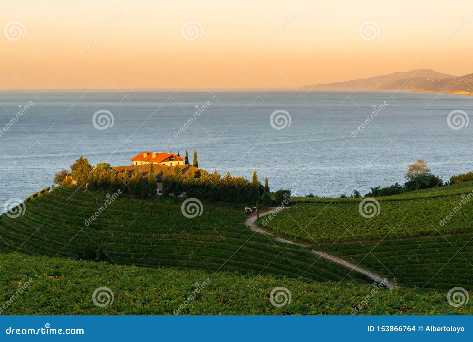 txakoli white wine vineyards with the cantabrian sea in the background, getaria, spain
