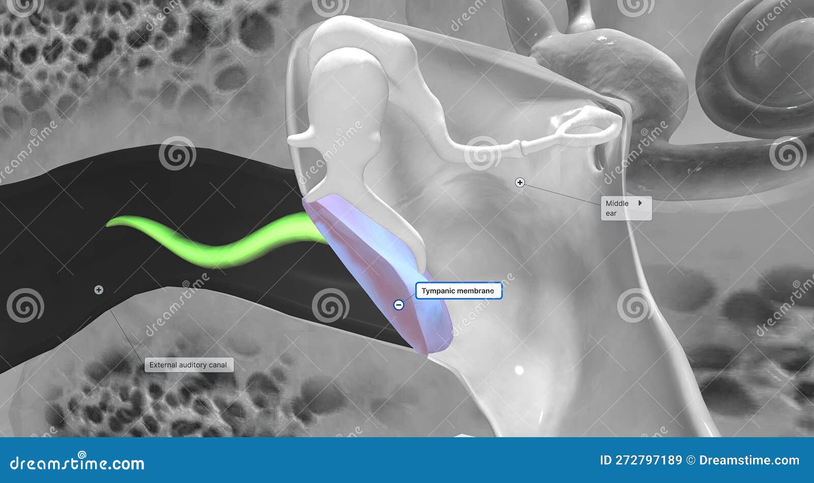 The Tympanic Membrane (eardrum) Separates the External and Middle