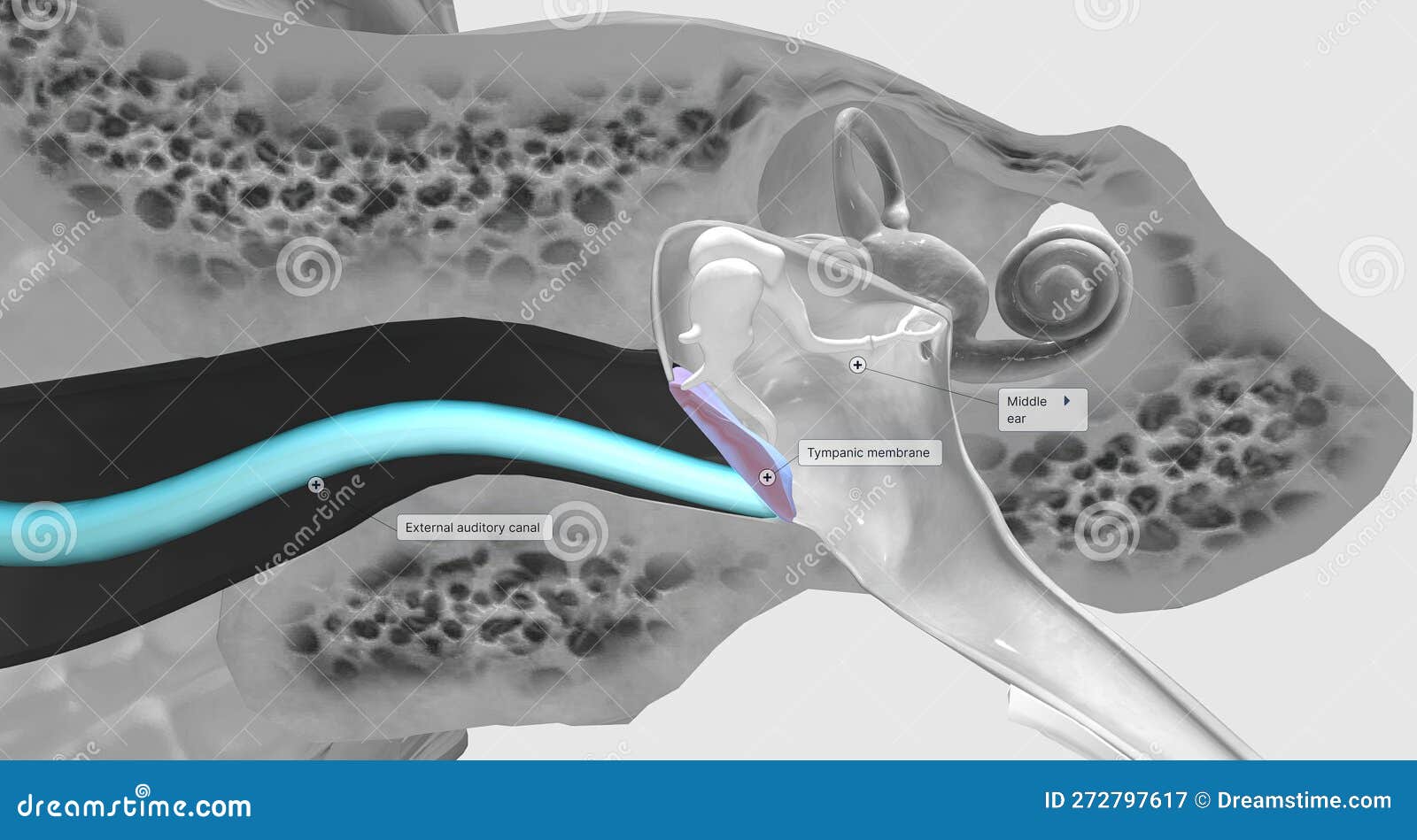 The Tympanic Membrane (eardrum) Separates the External and Middle