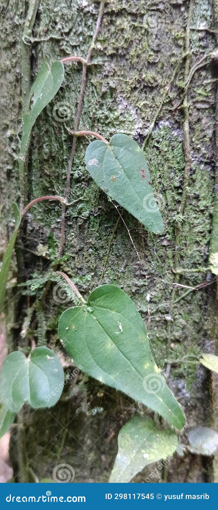 A type of climbing plant stock image. Image of tree 298117545