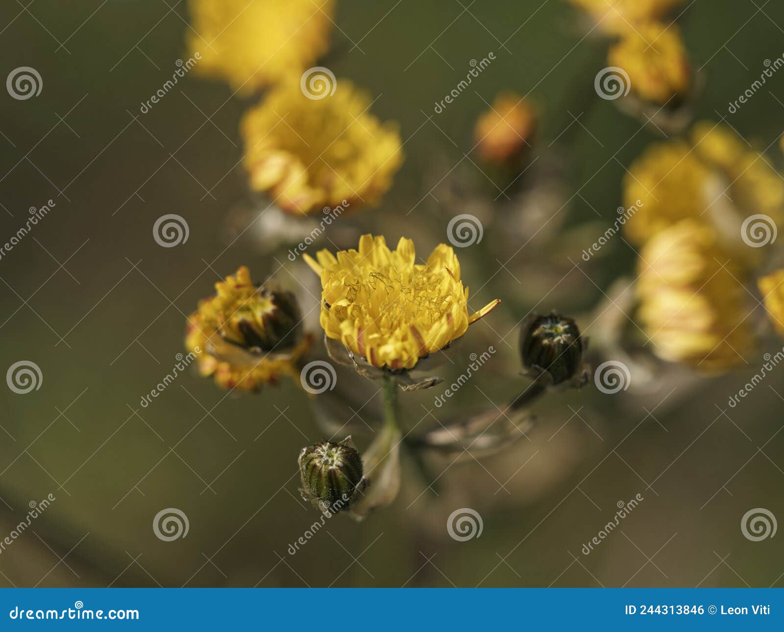 type and color of chrysanthemum in nature