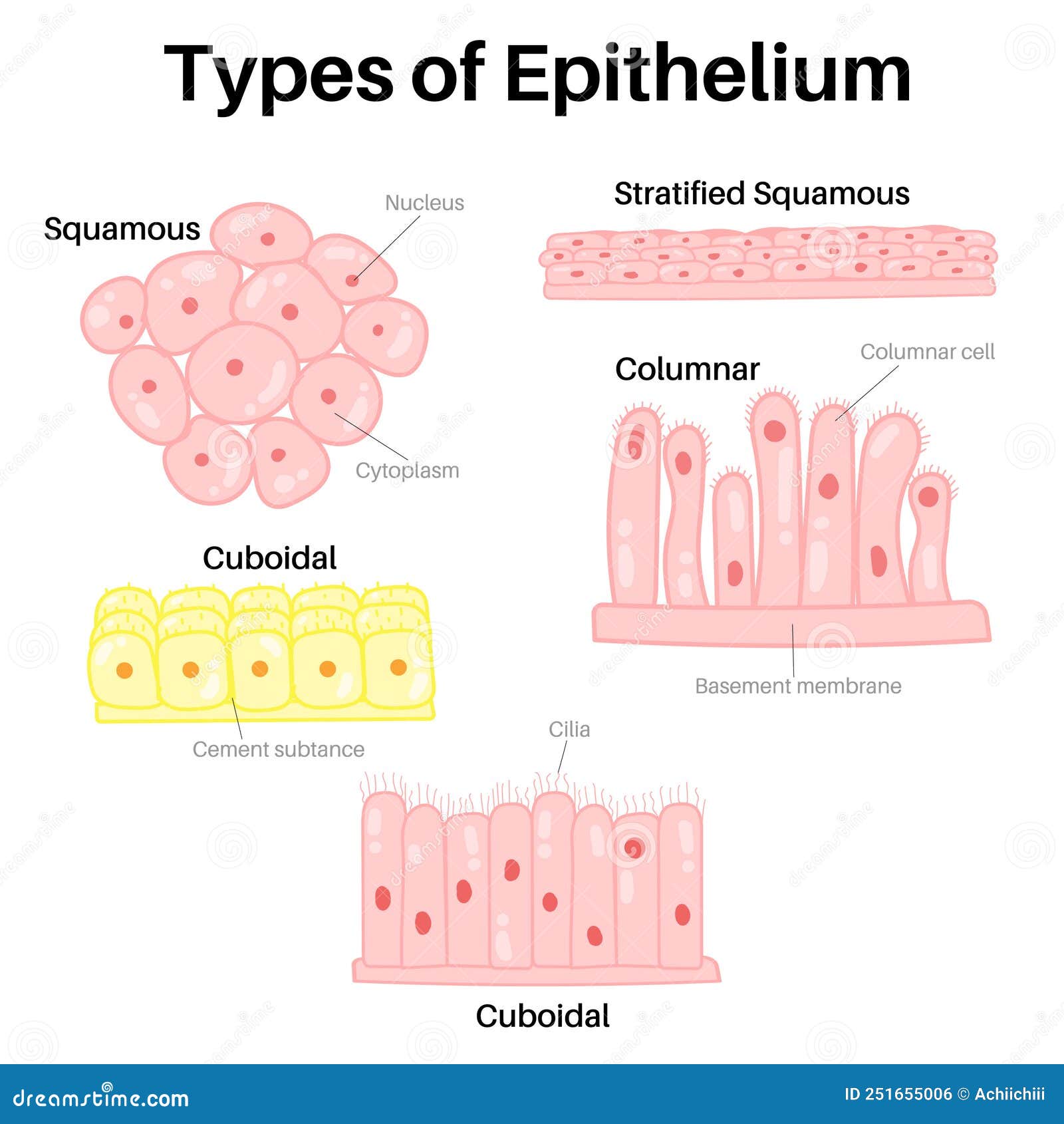 type of epithelium : squamous, columnar, and cuboidal