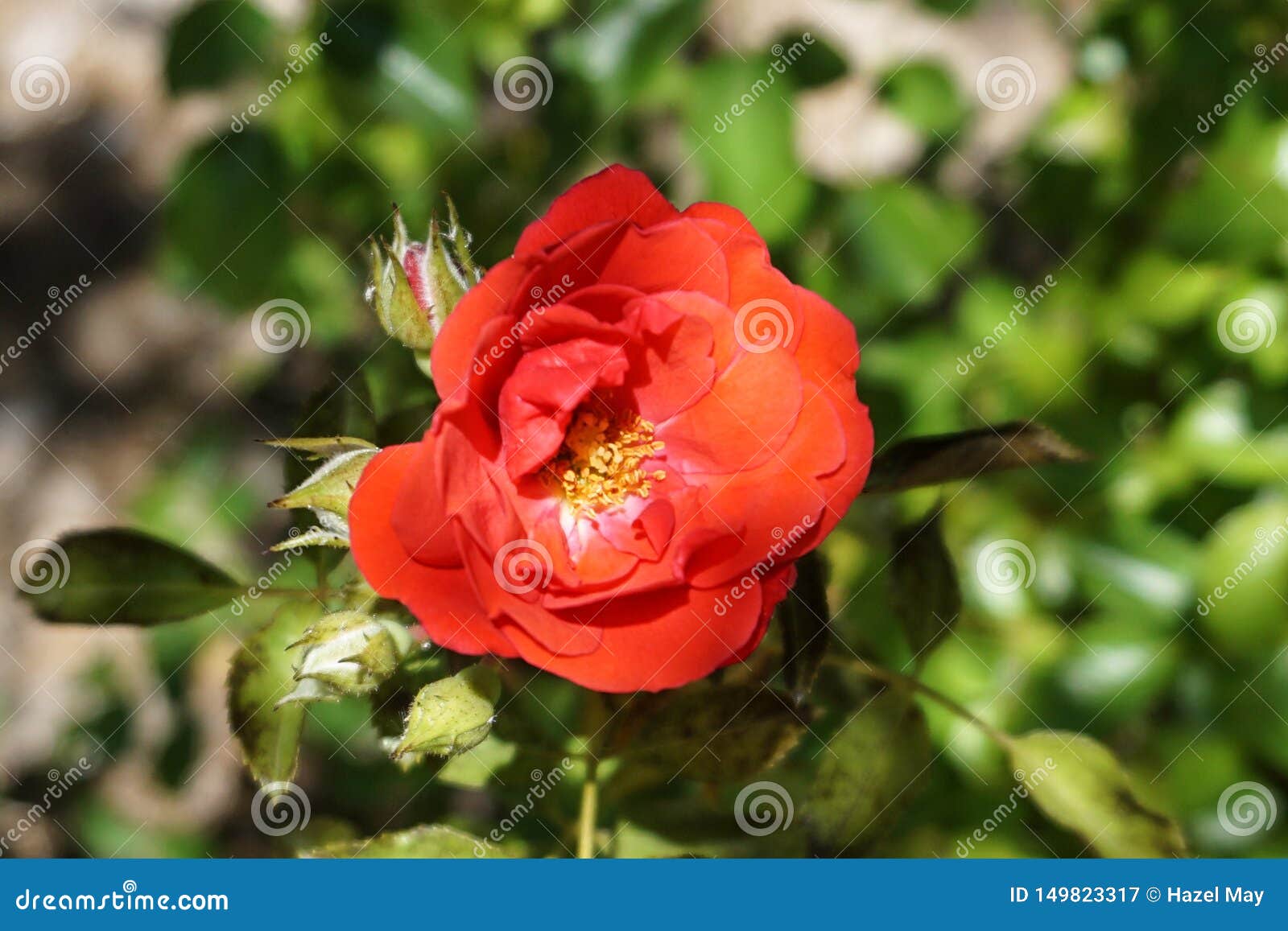 Type Fleur Rouge Sang De Rose Image stock - Image du pétalé, groupe:  149823317