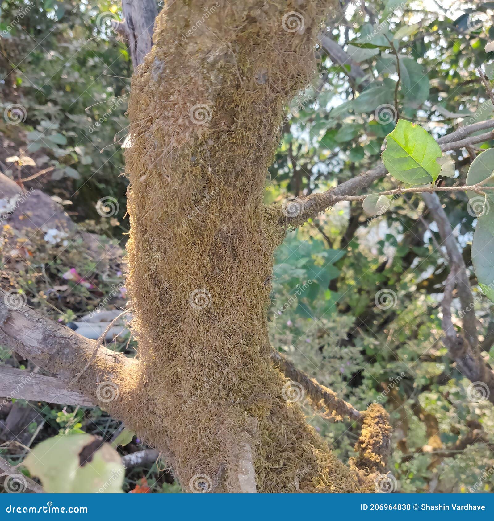 This Is A Type Of Fungus That Lives And Thrives On Damaged Wooden Doors
