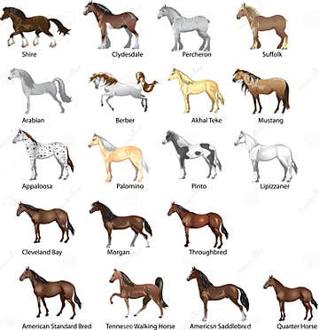 Horse Breeds Set, Various Stallion, Animal , Gallop and Draug Horse ...