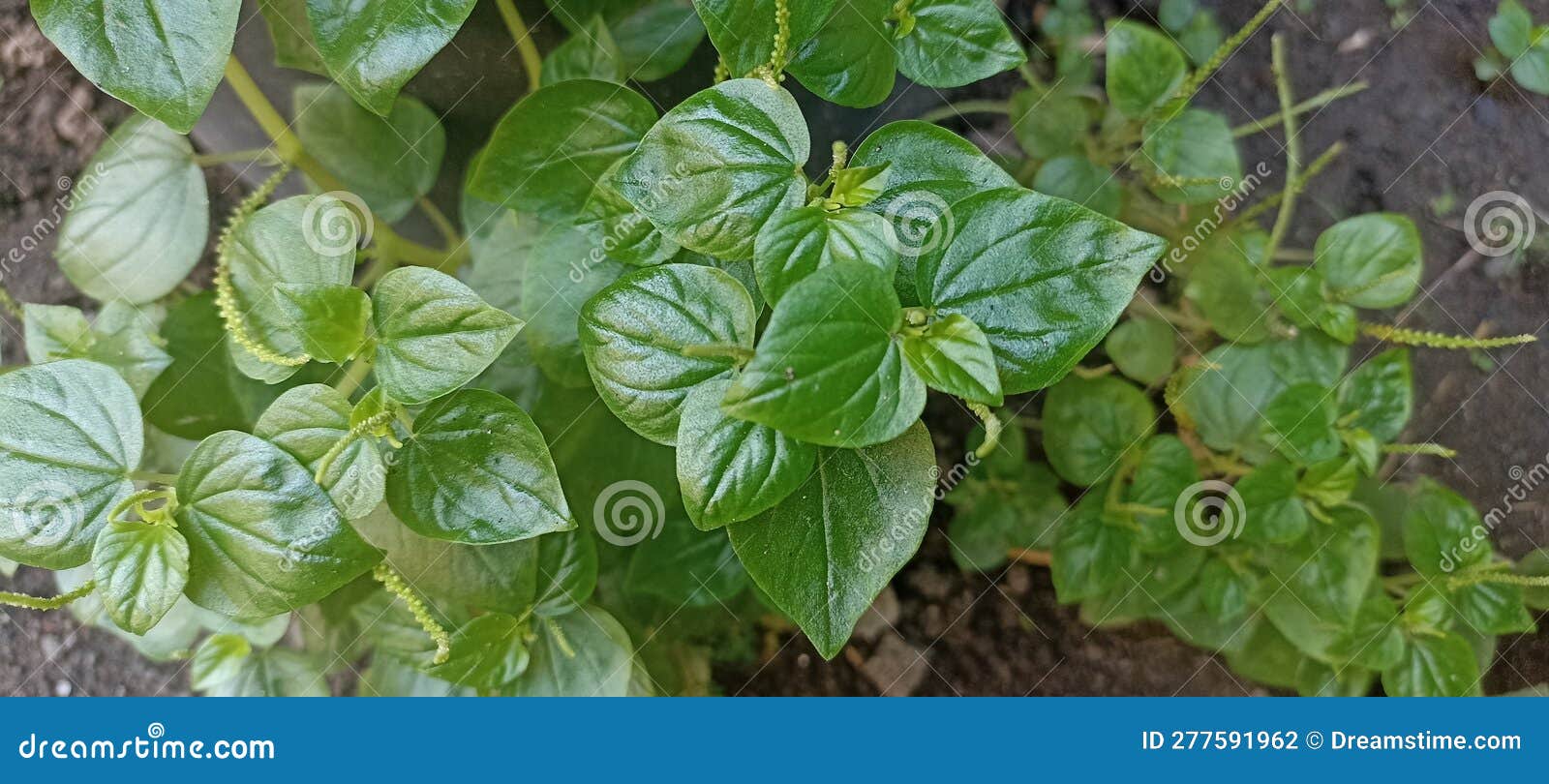 This is a Type of Medicinal Plant with a Scientific Name is Peperomia