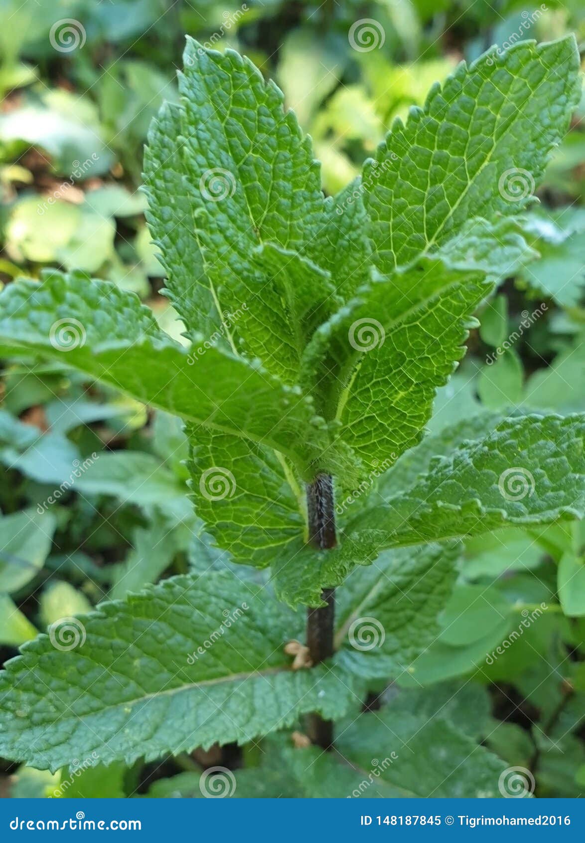 type of natural mint