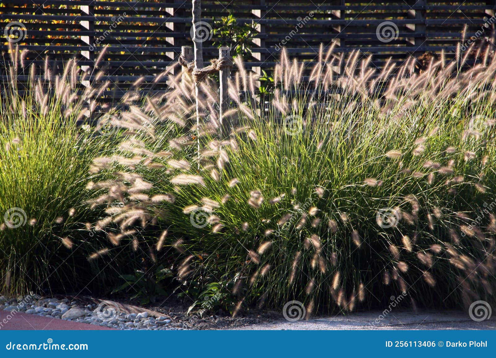 the perennial chinese pennisetum is a decorative ornamental grass in the garden