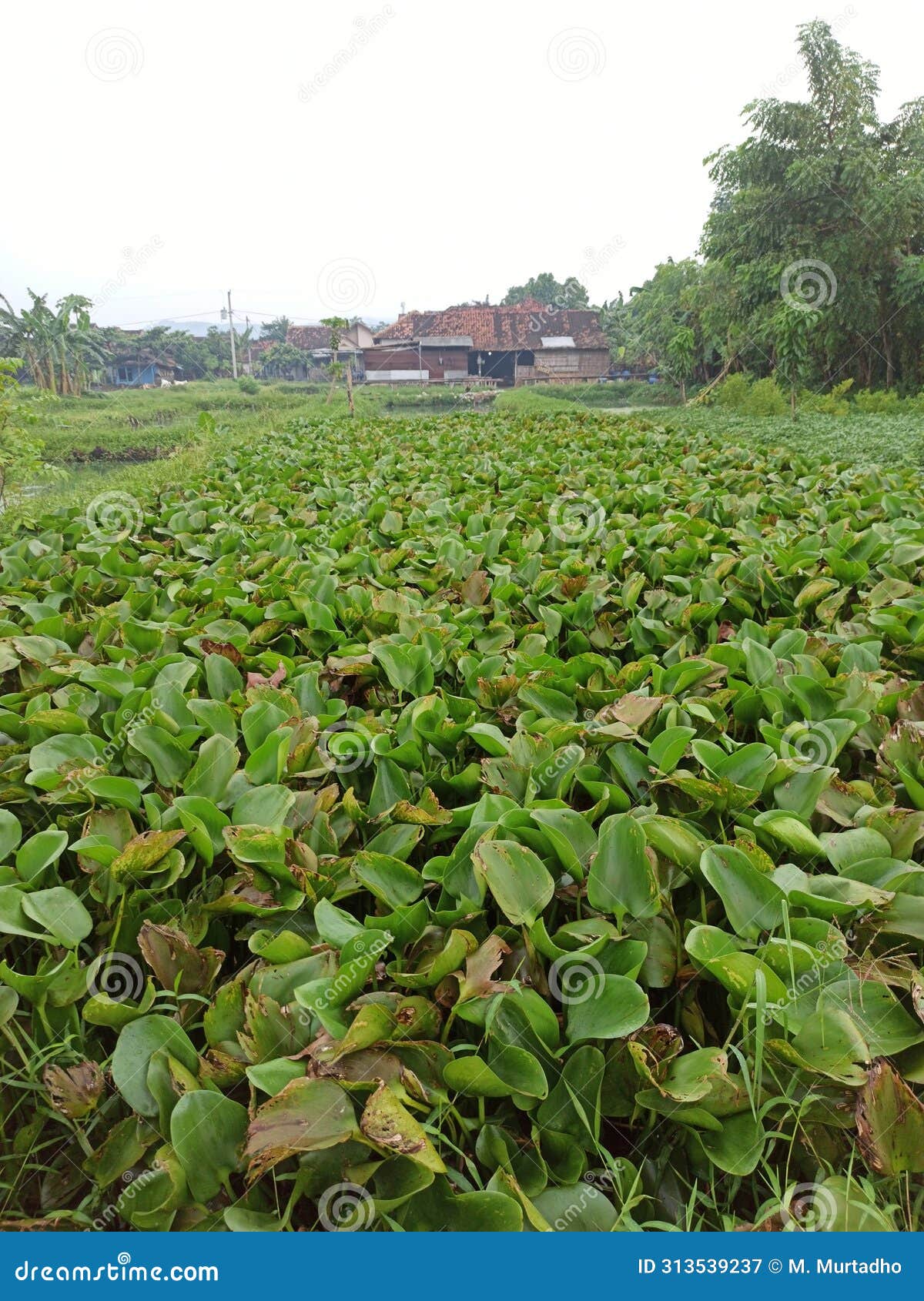 this is a type of plant that grows in fish ponds, namely centongan
