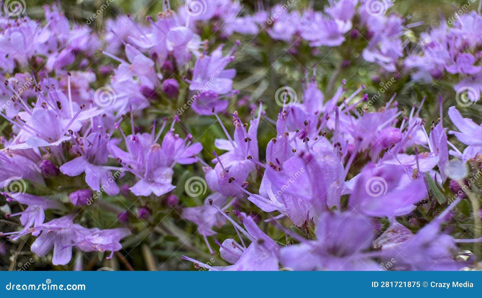 Type of Purple Sheep Thyme Growing in Spring Stock Image Image of