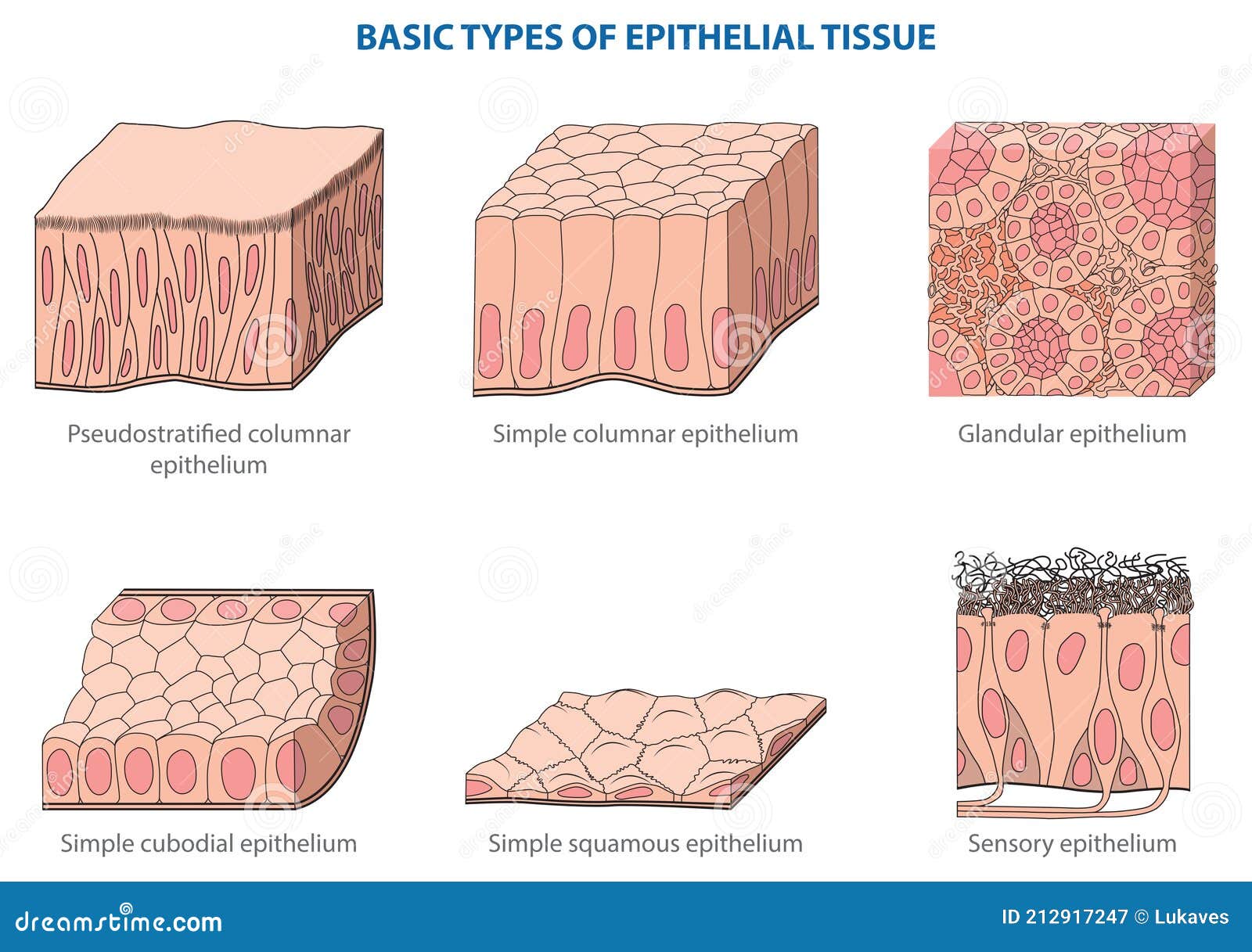 epithelial tissue