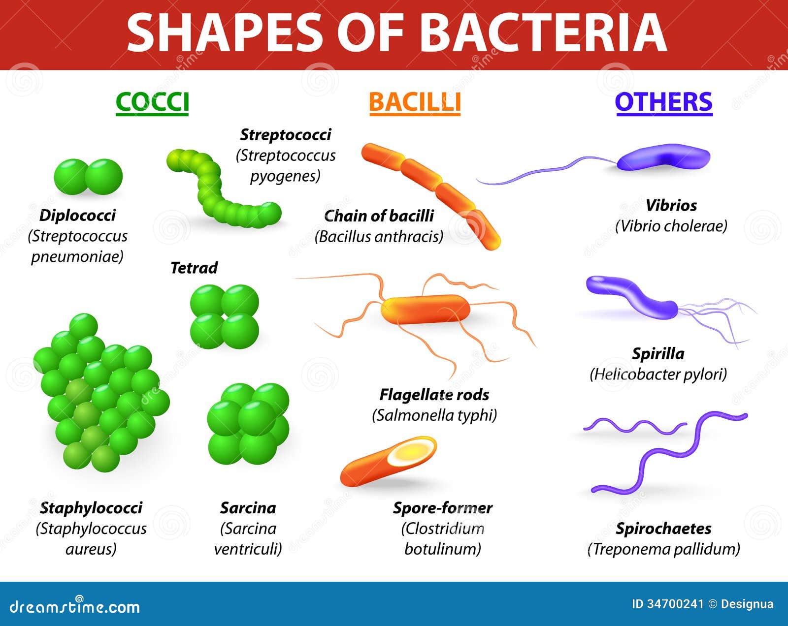 types of bacteria