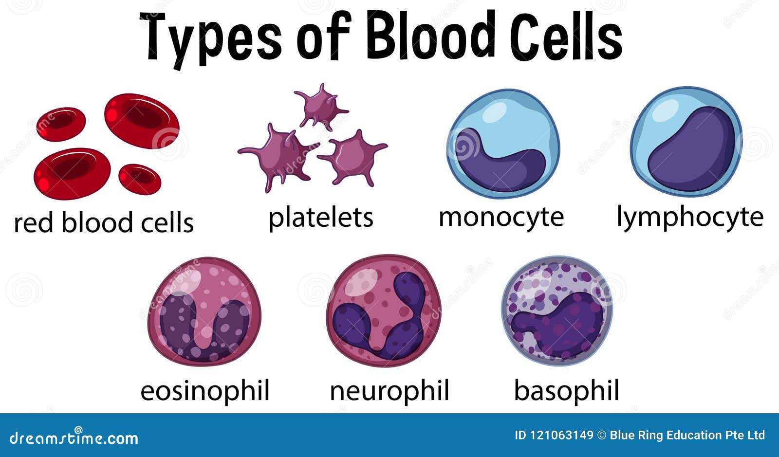White Blood Cell Classification