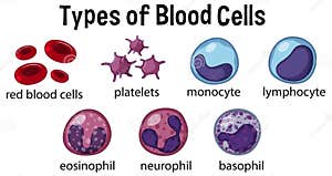 Types Of Blood Cells Cartoon Vector CartoonDealer 121063149