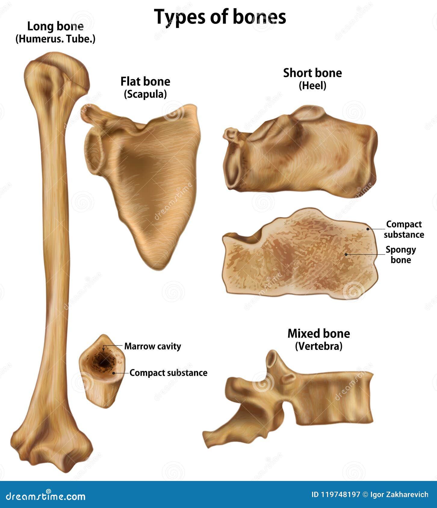 types of bones