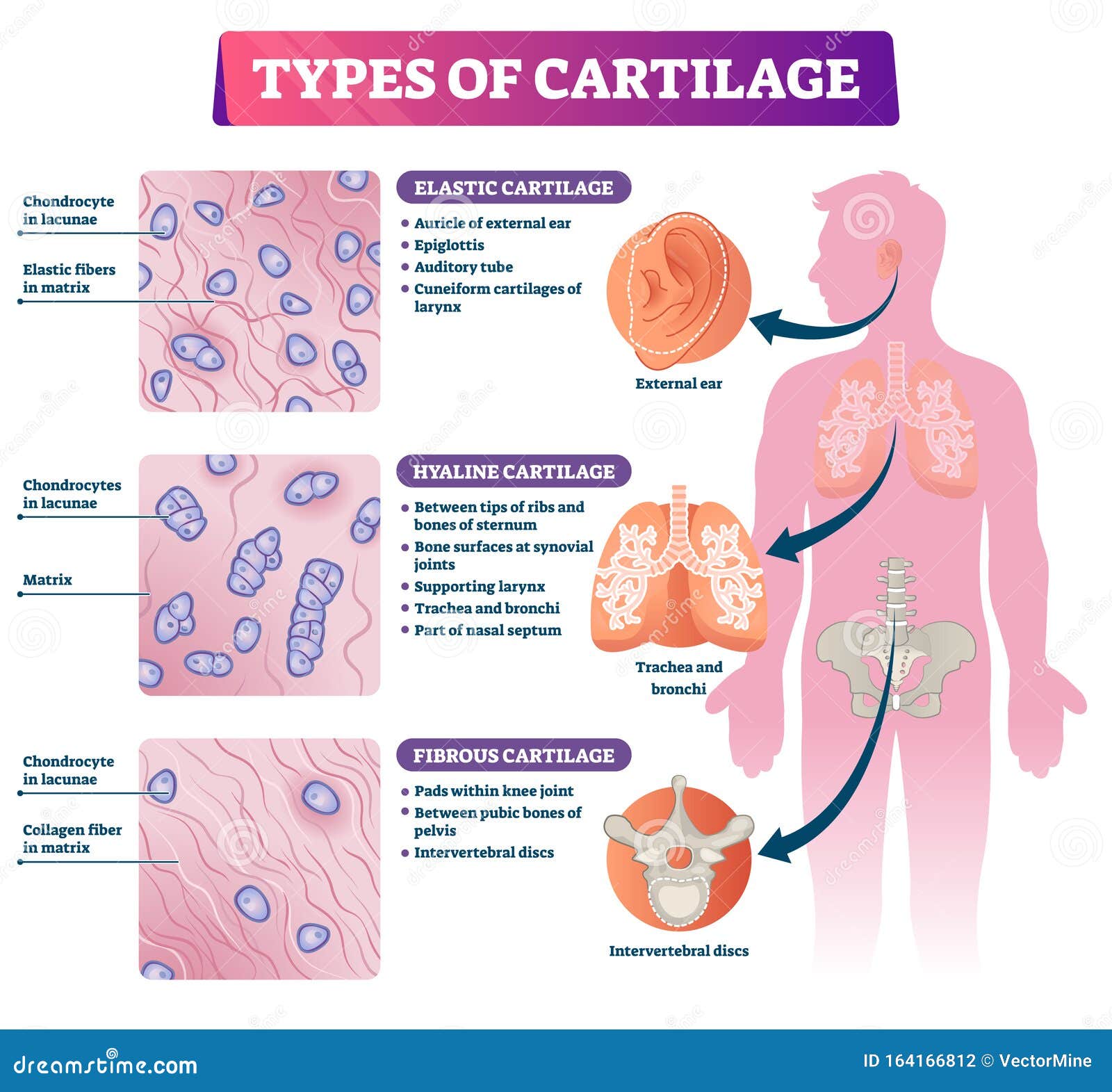 types of cartilage  . labeled educational tissue scheme.