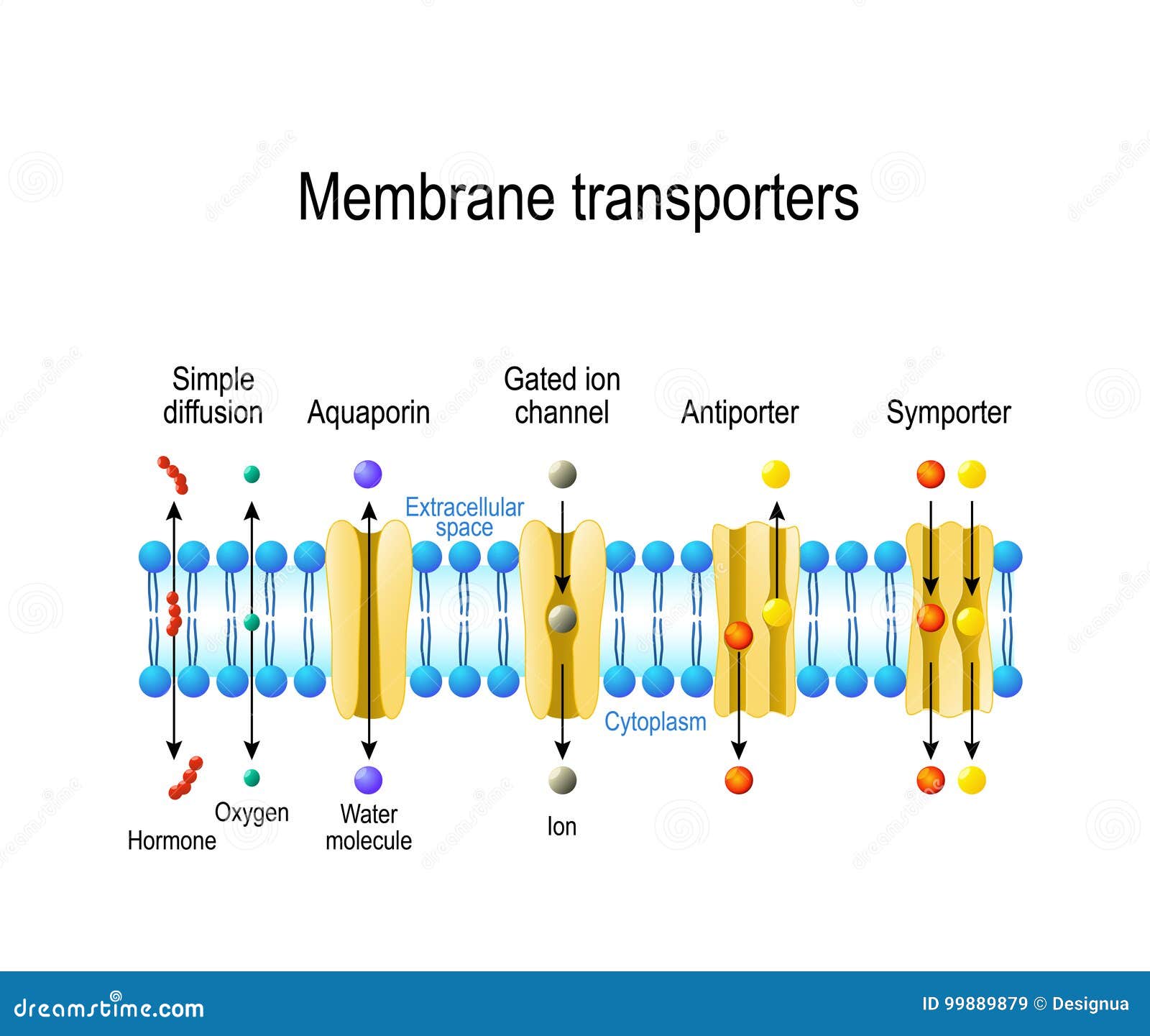 types of a channel in the cell membrane