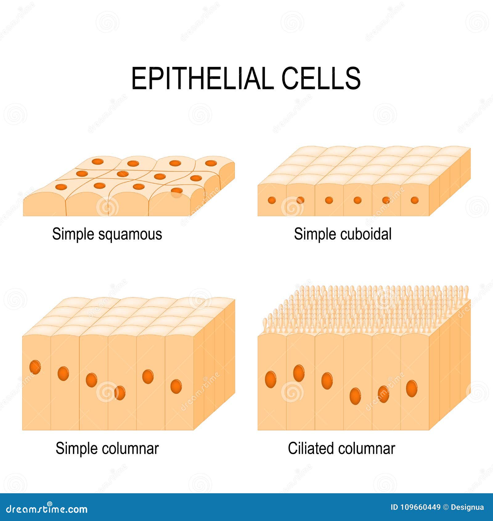 Types of epithelial cells stock vector. Illustration of ...