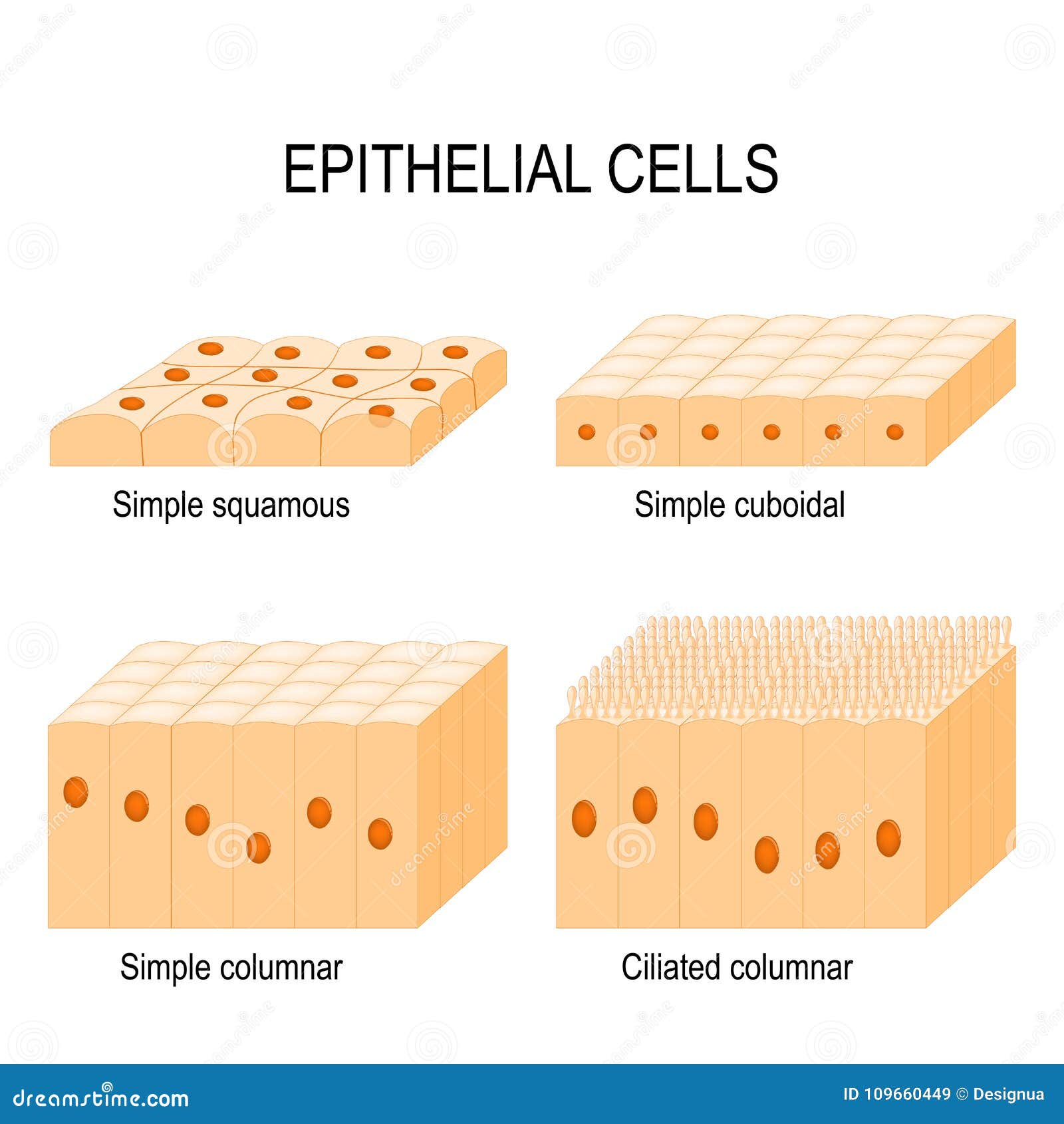 types of epithelial cells