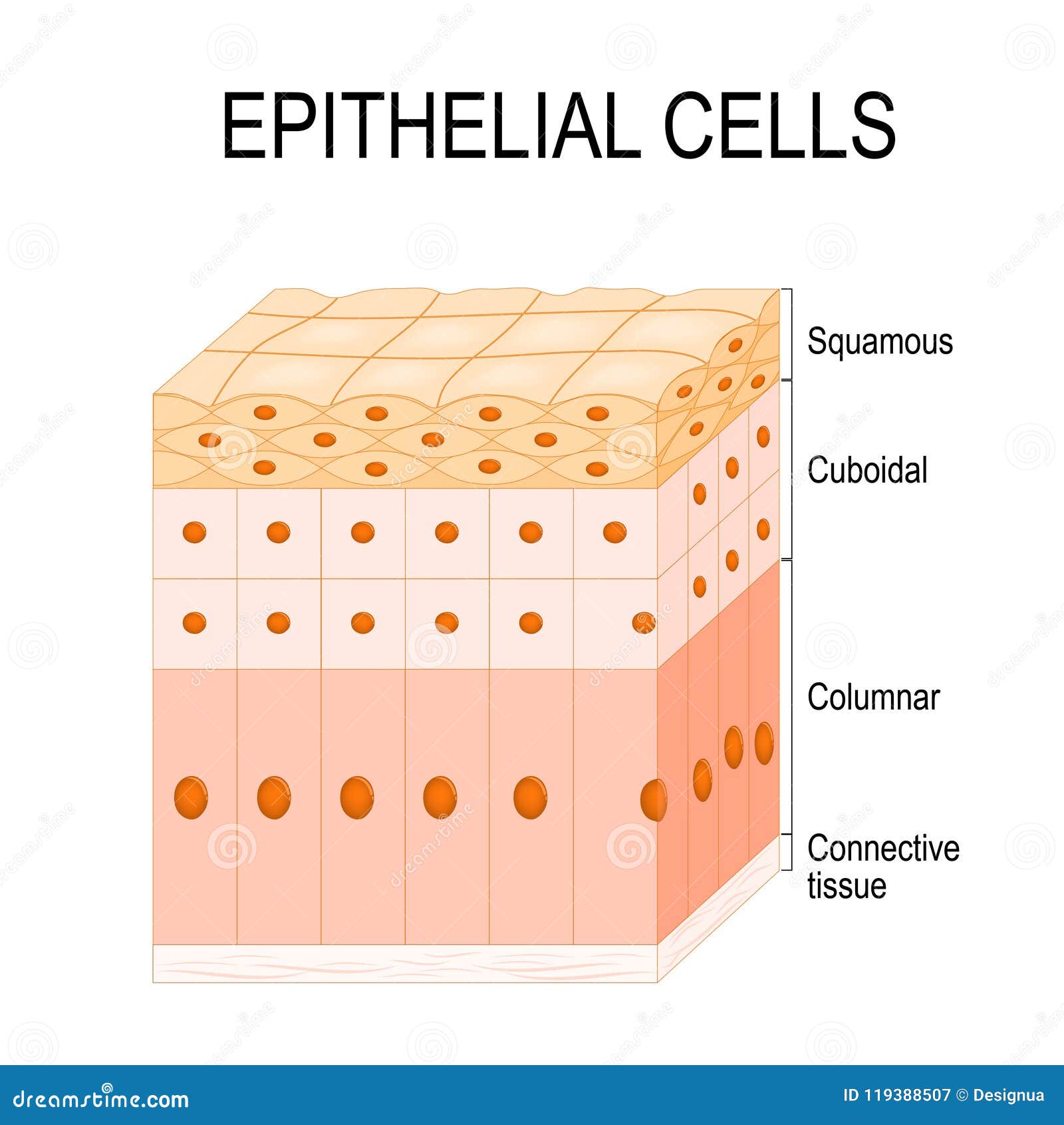 types of epithelial cells