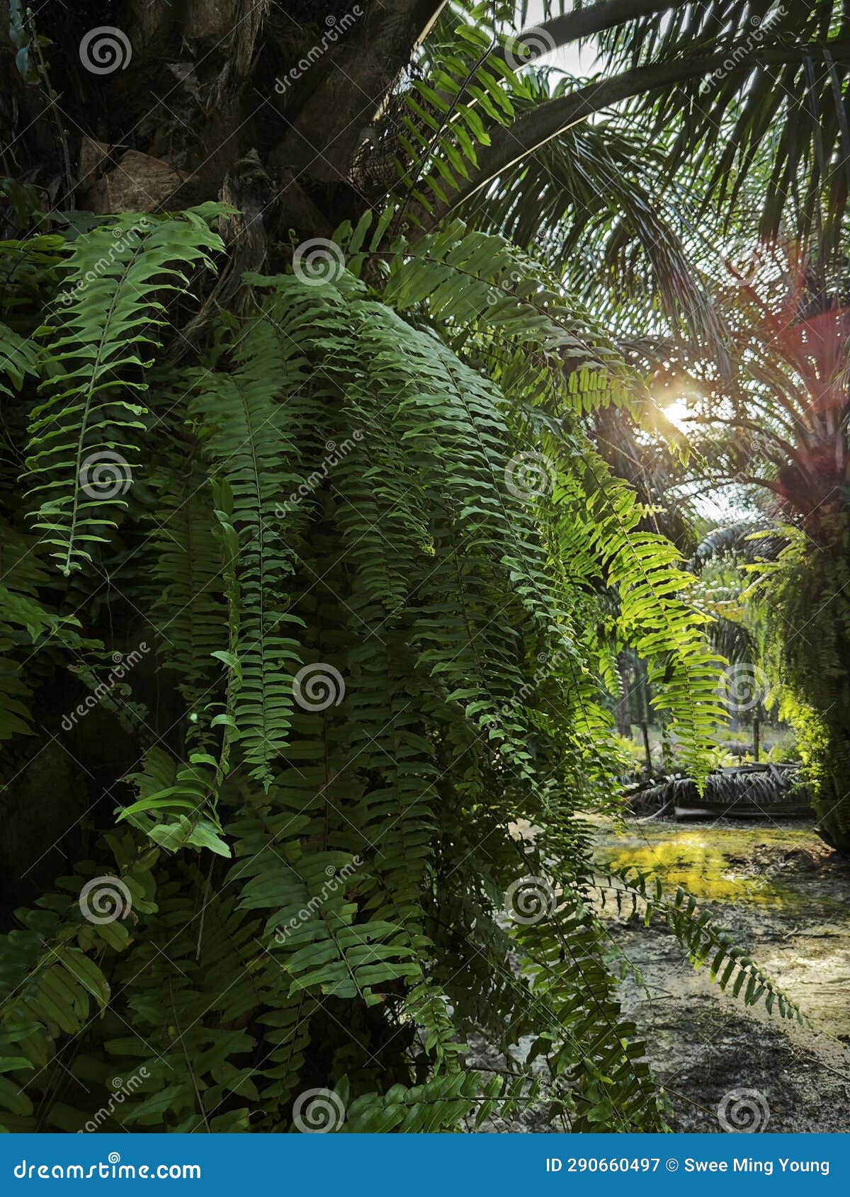 types of ferns leaves plants found in the plantation.