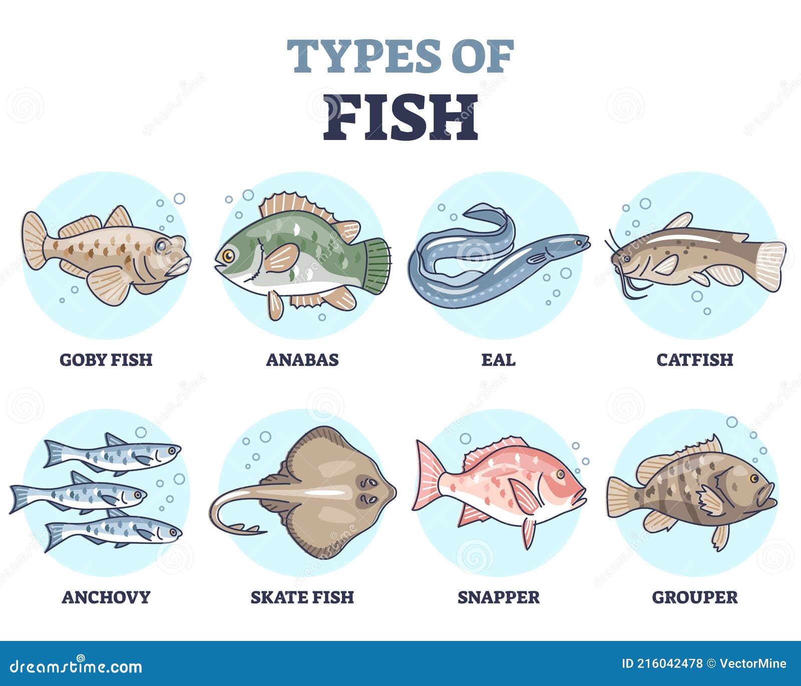 Types of Fish As Underwater Wildlife Species Variety Collection