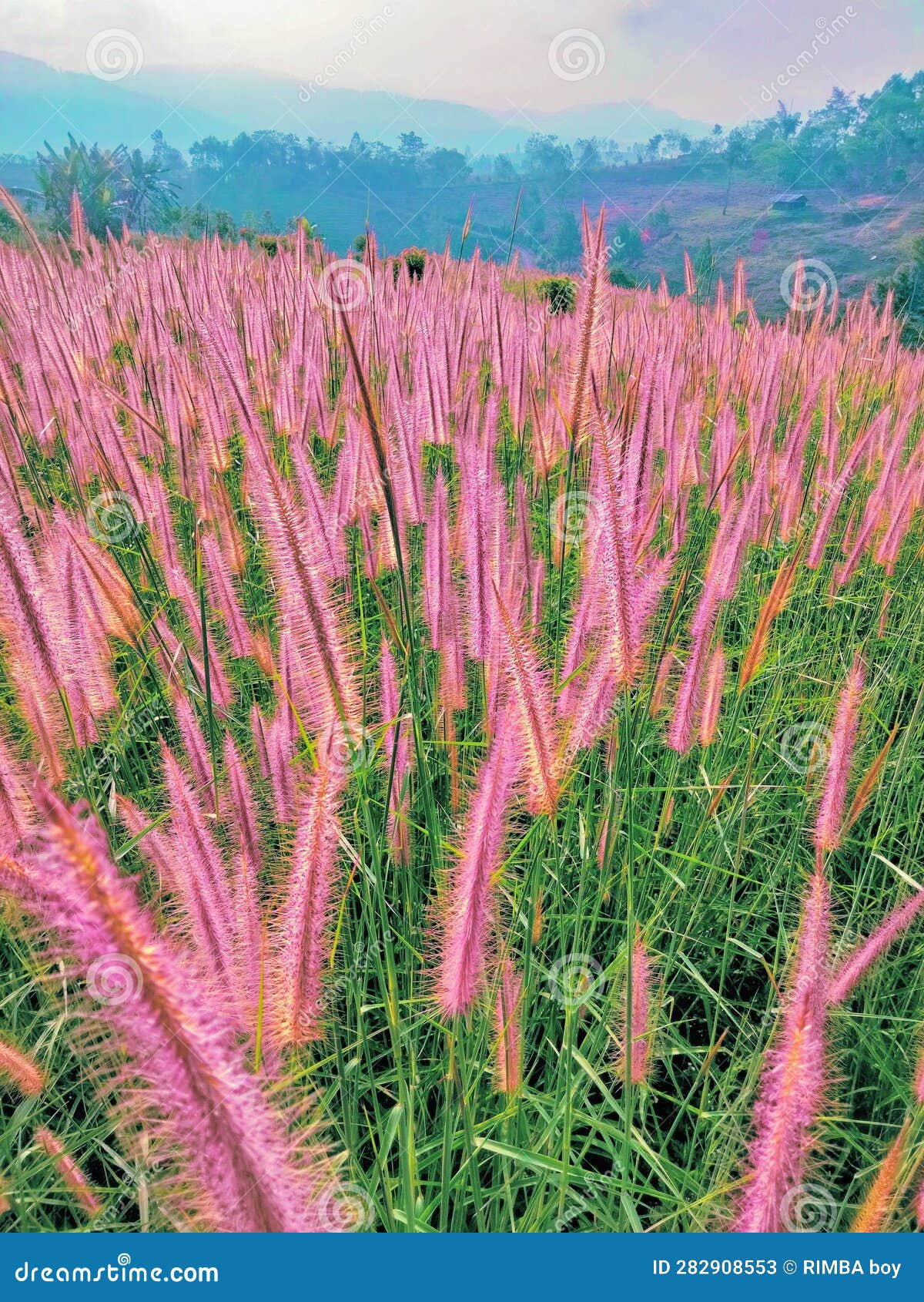Types of Flowers with Unique Leaves Stock Image Image of types