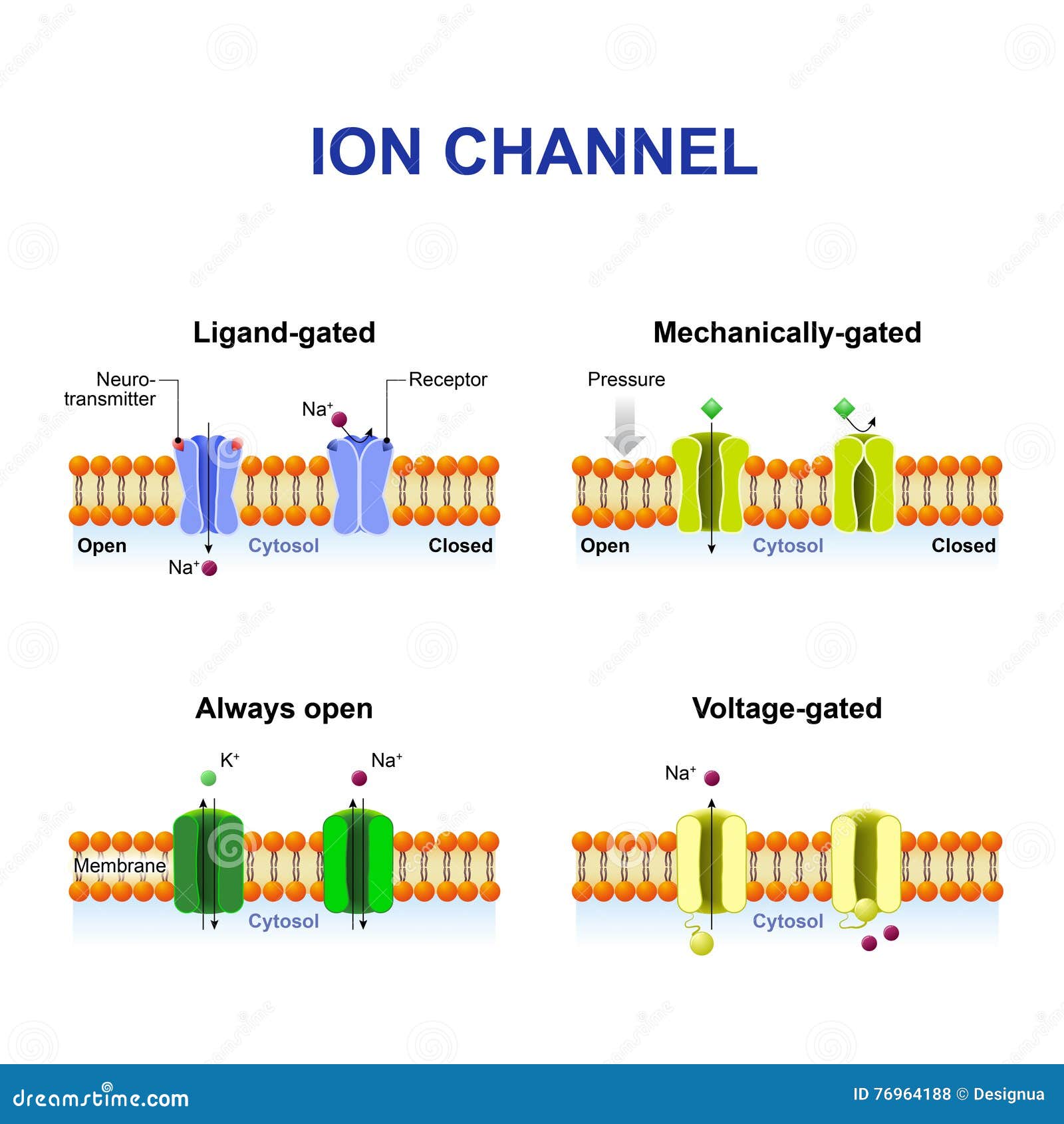 types of ion channel